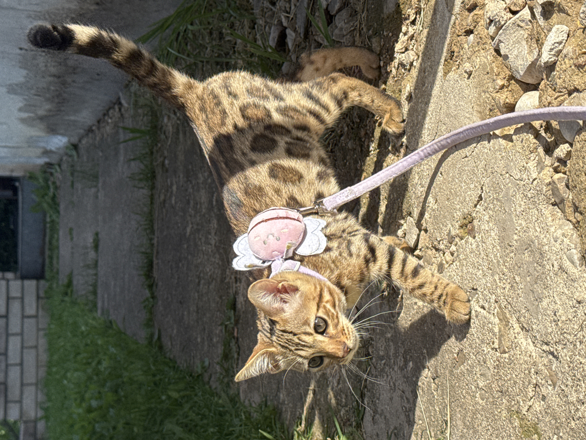 A Bengal cat, adorned with a pink flower-shaped harness and a lilac leash, walks on a cracked concrete pathway beside a strip of grass. The cat has distinctive spotted markings on its fur and is looking to its left. The background features a rough concrete wall on the right and a brick wall and more grass on the left. The scene appears to be outdoors.