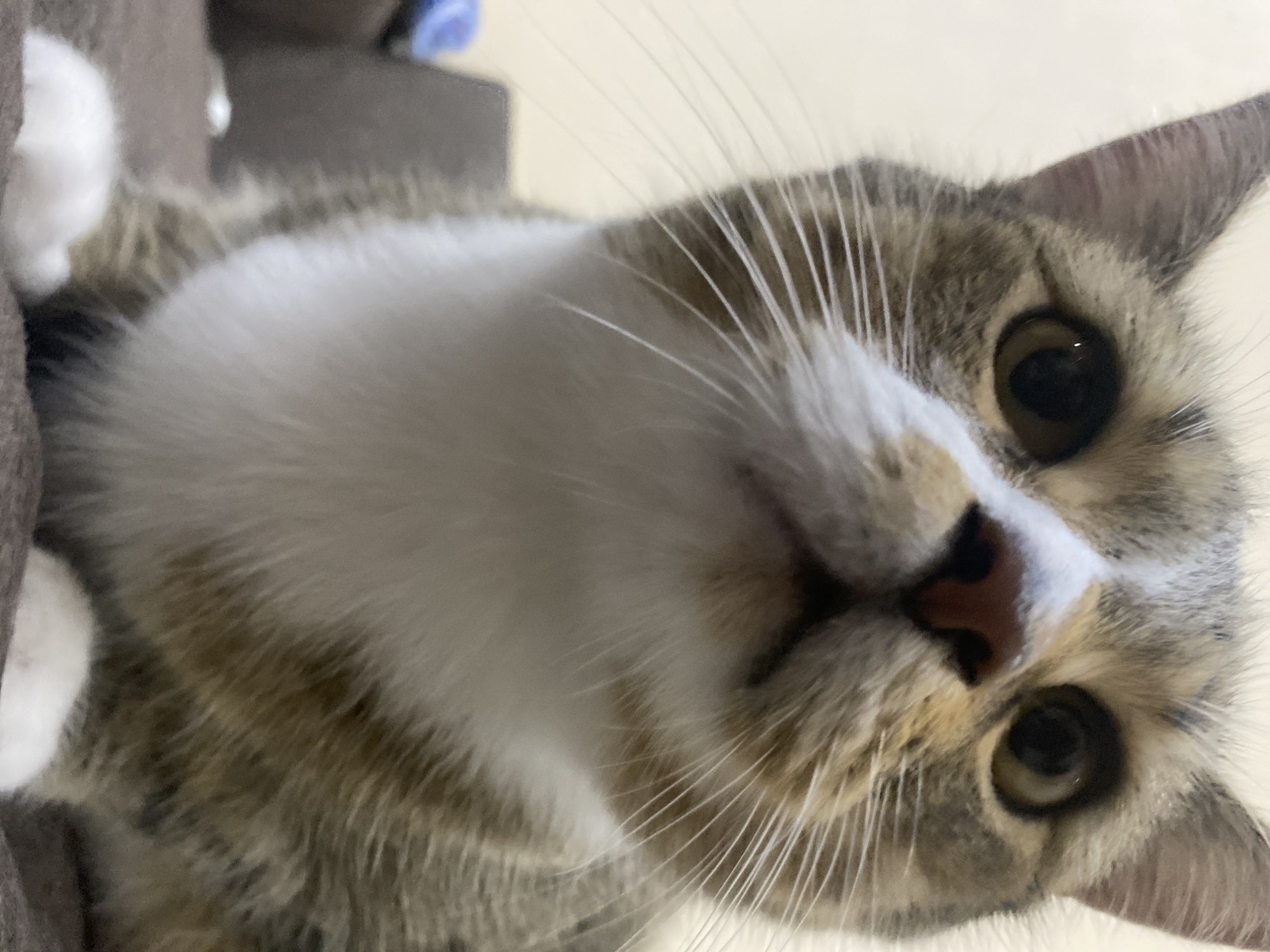 This is a close-up, low-angle, headshot of a tabby cat. The cat has grey and brown stripes on its fur, with a white patch on its chest and muzzle. Its eyes are dark brown, and its whiskers are long and white. The cat's head is tilted, and it appears to be looking directly at the camera.
The background is out of focus, but it appears to be an indoor setting, possibly a room in a house. There is a hint of a brown piece of furniture on the left side of the image, and a blurred object with a blue hue in the upper left corner, which could be part of a toy or another household item.
The lighting suggests it is daytime, with a soft, diffused light. The cat's expression is curious and alert. There is no visible text in the image. The location context is Novokuybyshevsk, Russia.