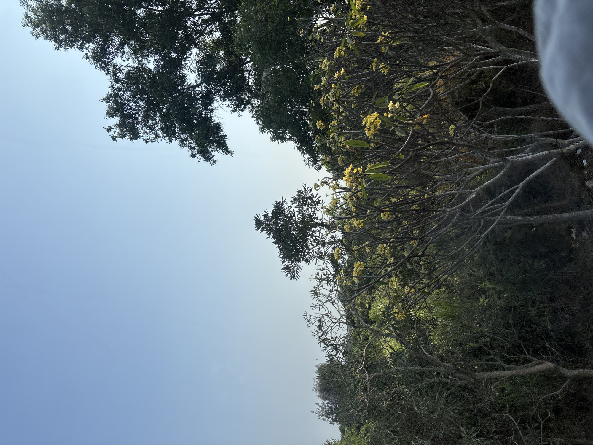 The image depicts a landscape scene with a clear blue sky occupying the upper portion. Below the sky, a dense arrangement of trees and foliage fills the frame. In the foreground, a cluster of trees with thin, gray branches and sparse green leaves is visible, interspersed with small yellow flowers. Behind this, a variety of darker green trees and bushes form a dense background. To the right, the canopy of a large, dark green tree with dense foliage extends into the upper right corner of the image. The scene suggests an outdoor environment, possibly a garden or a natural area, with the presence of vegetation and open sky. The lighting indicates it is daytime. There are no people or specific landmarks visible in the image that would definitively place it within Cikampek, Indonesia. The scene is purely naturalistic.