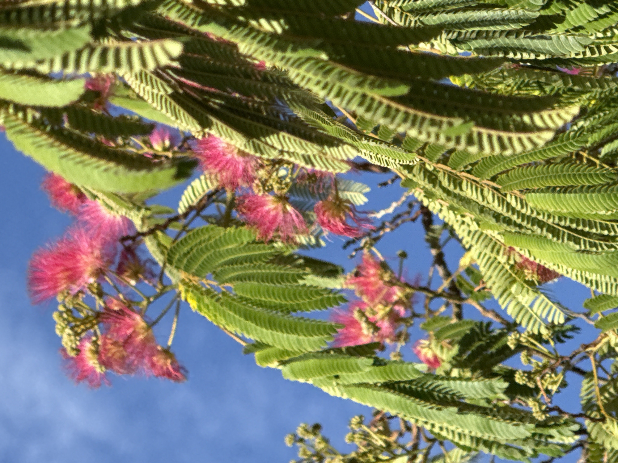 The image shows a close-up of a blooming Mimosa tree against a bright blue sky. The delicate, pink, pom-pom-like flowers are in focus, with their feathery stamens extending outwards. The tree's compound leaves, with numerous small, oblong leaflets, are also visible, providing a lush green contrast to the vibrant pink of the flowers. The branches of the tree are slender and brown. The scene is outdoors, with the clear blue sky suggesting a sunny day. The specific location within Pamplona, Spain, cannot be determined from the image alone, as there are no identifying landmarks.