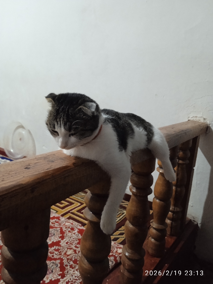 A black and white cat rests on a wooden railing. The cat has a red collar and droops its front leg over the side. The railing has a pattern of turned wooden posts. A red patterned rug is visible in the background beneath the railing. The wall is white. A translucent plastic container is visible in the upper left corner. The image is dated 2026/2/19 23:13.