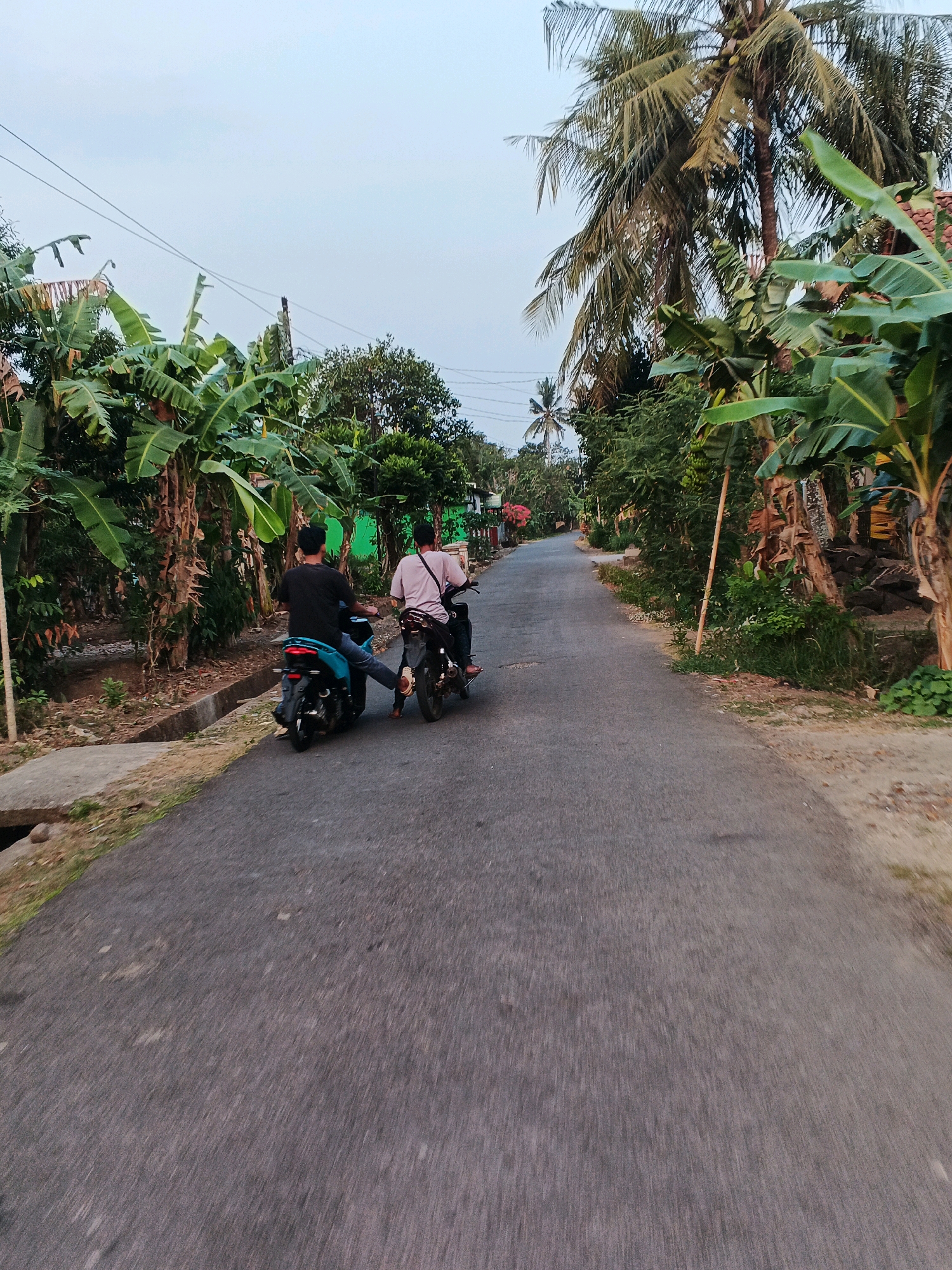 The image captures a scene on a paved road in Kesugihan, Indonesia, likely in a rural or semi-rural area given the abundant vegetation. Two individuals are riding on motorcycles, moving away from the camera. The person in the foreground rides a turquoise motorcycle, while the person behind them is on a black motorcycle. Both individuals appear to be young men.
The road is flanked by lush greenery, with prominent banana trees and coconut palms dominating the landscape. The sky is overcast and pale, suggesting it might be late afternoon or early evening. Power lines are visible overhead, stretching across the frame. The road surface is asphalt, showing signs of wear and tear with some scattered debris. On the left side of the road, a low concrete structure and a dirt embankment are present. The overall impression is of a typical daily scene in a tropical, residential environment.