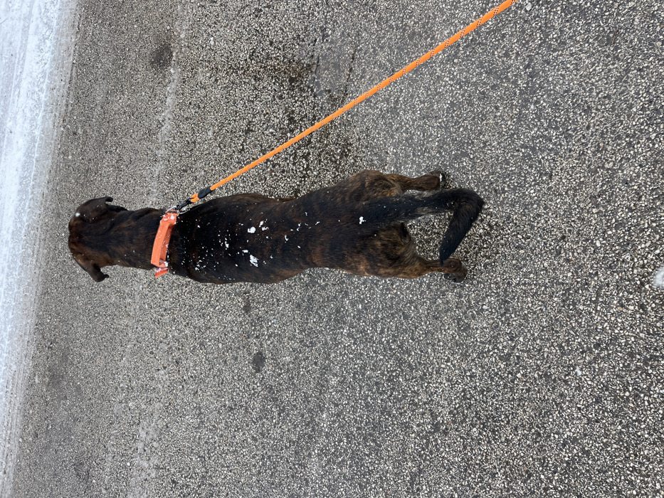 A dark brindle dog lies on a gray asphalt surface with an orange collar and leash. Patches of snow cling to its fur, and there's more snow near the edge of the pavement. The leash extends diagonally across the image. The dog's tail is curled slightly. The asphalt appears slightly damp with a textured surface.