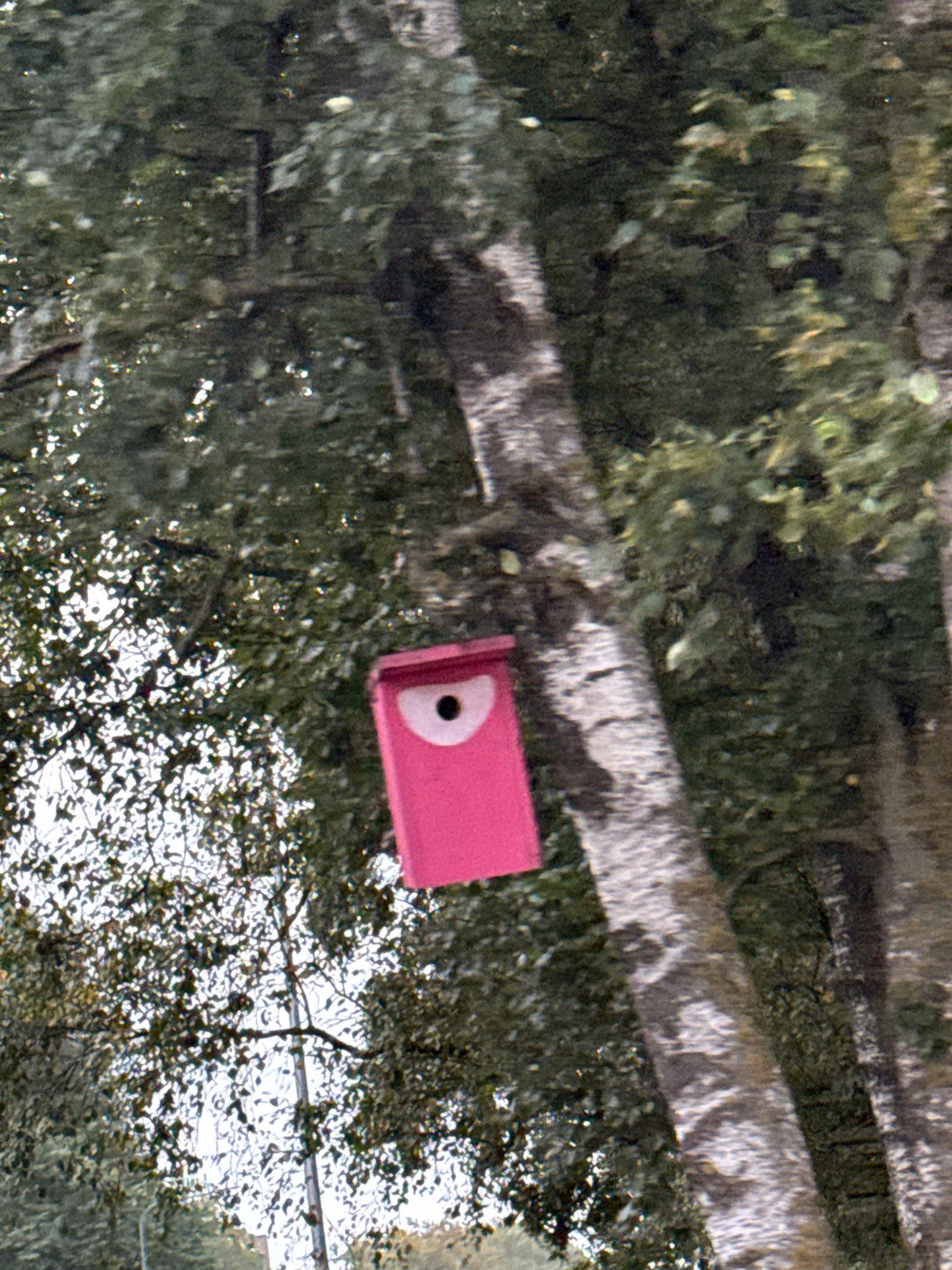 A pink, heart-shaped birdhouse with a circular opening is attached to the trunk of a tree. The tree has rough, greyish bark and is surrounded by green foliage. The scene appears to be outdoors, possibly in a park or wooded area. The lighting suggests it is daytime. No people or specific city landmarks are visible.