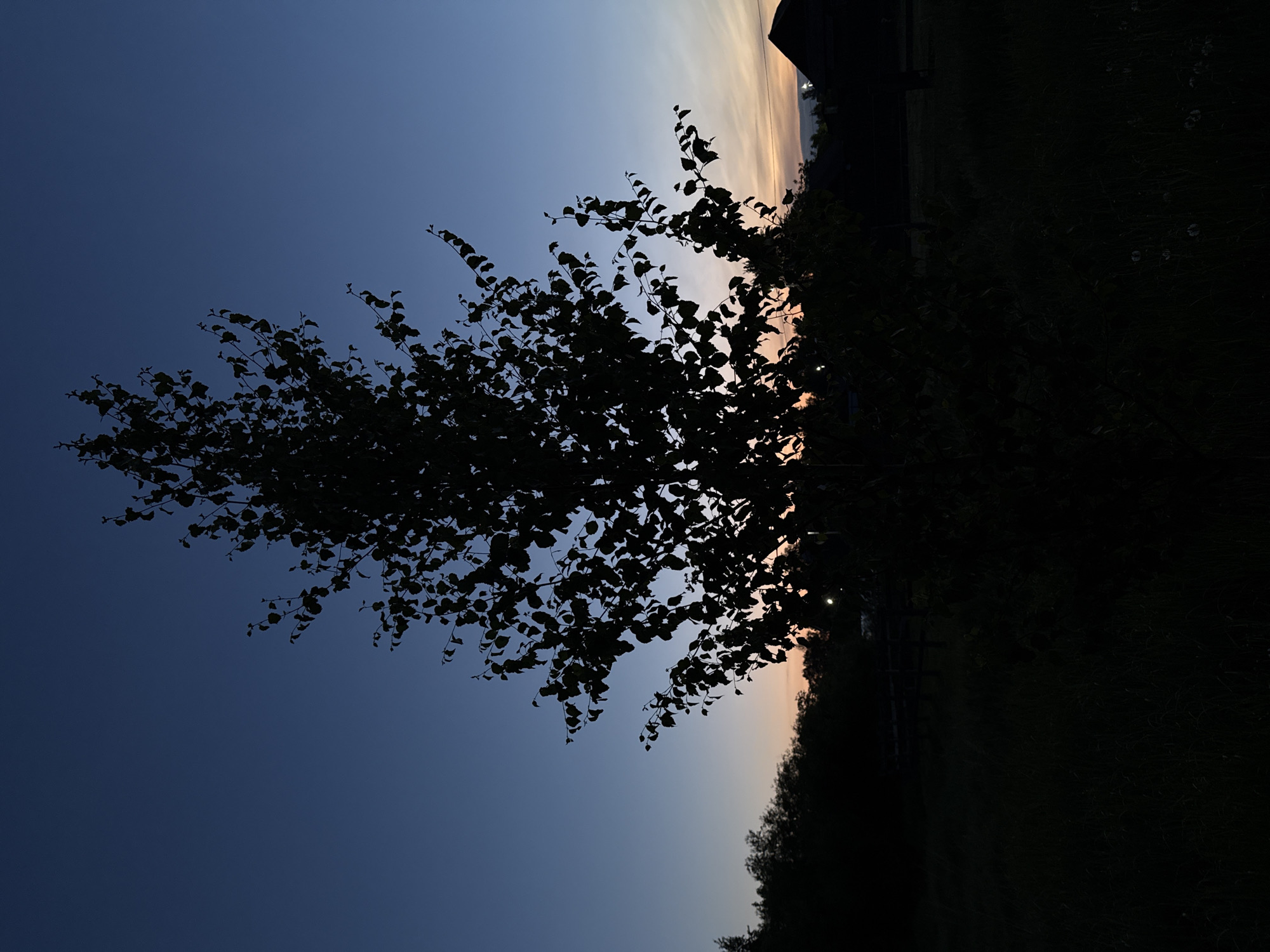 The image, viewed in its correct upright orientation, depicts a serene outdoor scene at dusk or dawn in Лабжанскі сельскі Савет, Belarus. A large, leafy tree stands prominently on the left and central parts of the frame, its dense canopy and branches rendered in deep silhouette against the twilight sky.
The sky exhibits a clear color gradient, transitioning from a deep, dark blue at the top-left towards lighter, warmer tones of pale orange, pink, and yellow along the horizon on the right. This soft palette suggests either a fading sunset or an emerging sunrise.
The foreground and the right side of the image are engulfed in near-total darkness, revealing only faint outlines of ground vegetation, possibly tall grass or shrubs, and distant trees or structures, all in silhouette. A few tiny, bright pinpricks of light are discernible in the far distance on the right, hinting at distant artificial illumination.
No people or specific activities are visible. The image conveys a peaceful and tranquil atmosphere, highlighting the natural beauty of the landscape during the transition between day and night. There is no discernible text within the image.