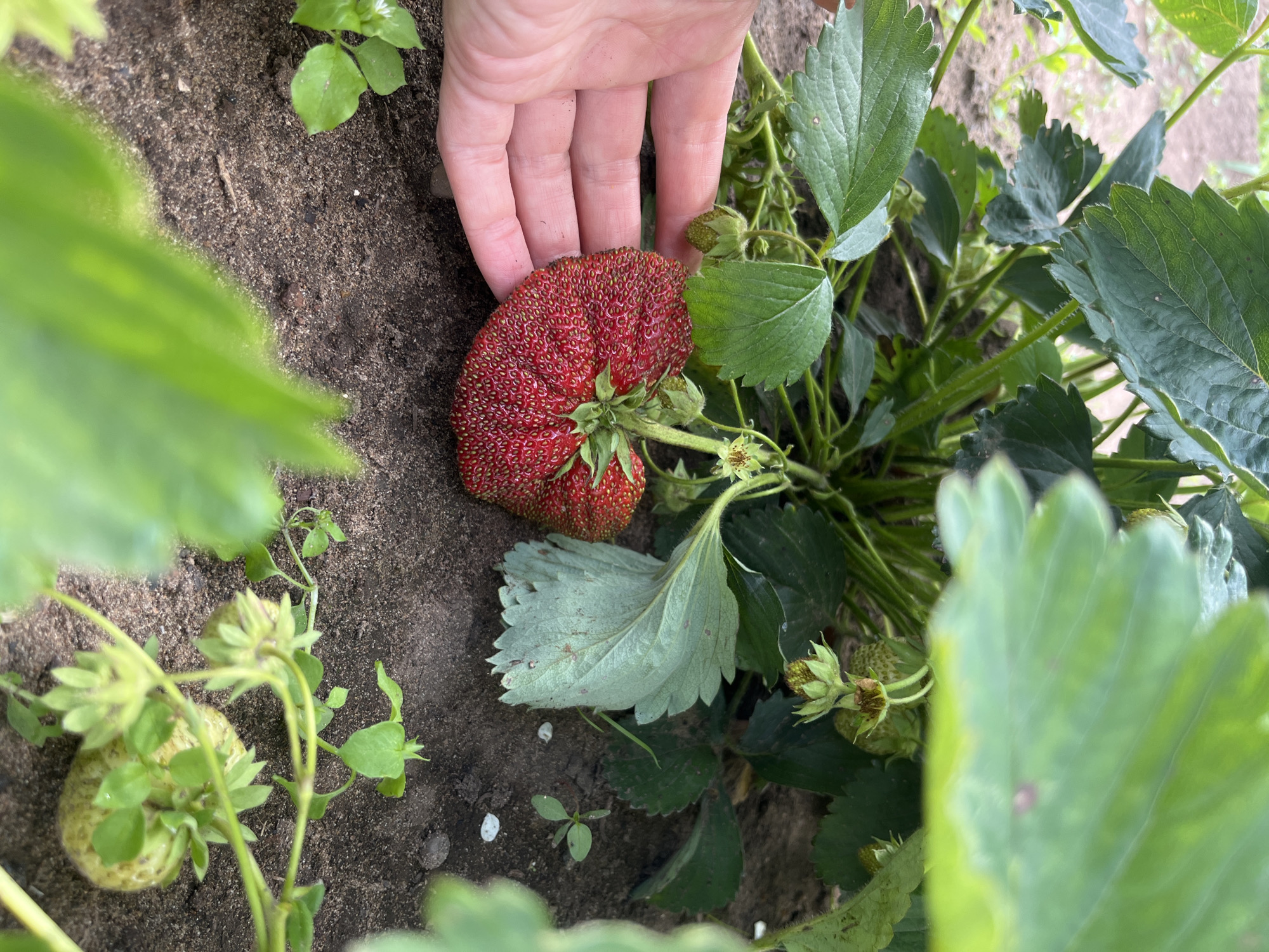 A close-up shot captures a human hand gently supporting a large, vibrantly red strawberry with an irregular, heart-like shape. The strawberry is covered in numerous small seeds, and its stem is visible at the top, connected to the plant. The background features the green leaves of a strawberry plant, some of which are blurred, and dark soil with scattered small green plants and white pebbles. A few unripe, green strawberries are also visible on the plant, with some of their leaves showing signs of age or slight damage. The scene appears to be a garden in the city of Uralskoye, Russia.