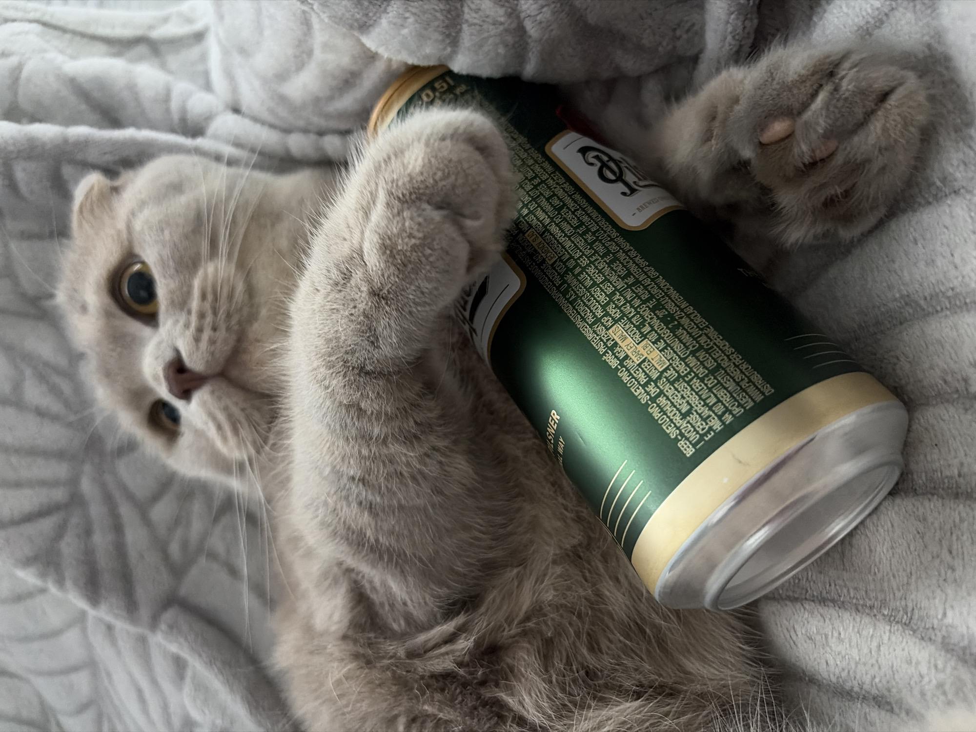 A light-beige Scottish Fold cat is lying on its back on a light-grey, textured blanket. The cat is hugging a green and gold can of Pilsner Urquell beer with its front paws. The can is slightly angled towards the viewer. The cat's face is visible, with its golden eyes looking towards the viewer. The can has text in various languages including "BEER-SVETLO PIVO" and "WWW.PILSNERURQUELL.COM". The OCR text states "U PRAZDROJE 647 - VYCHODNI PR". Therefore, the location is Chaikovsky in Russia.