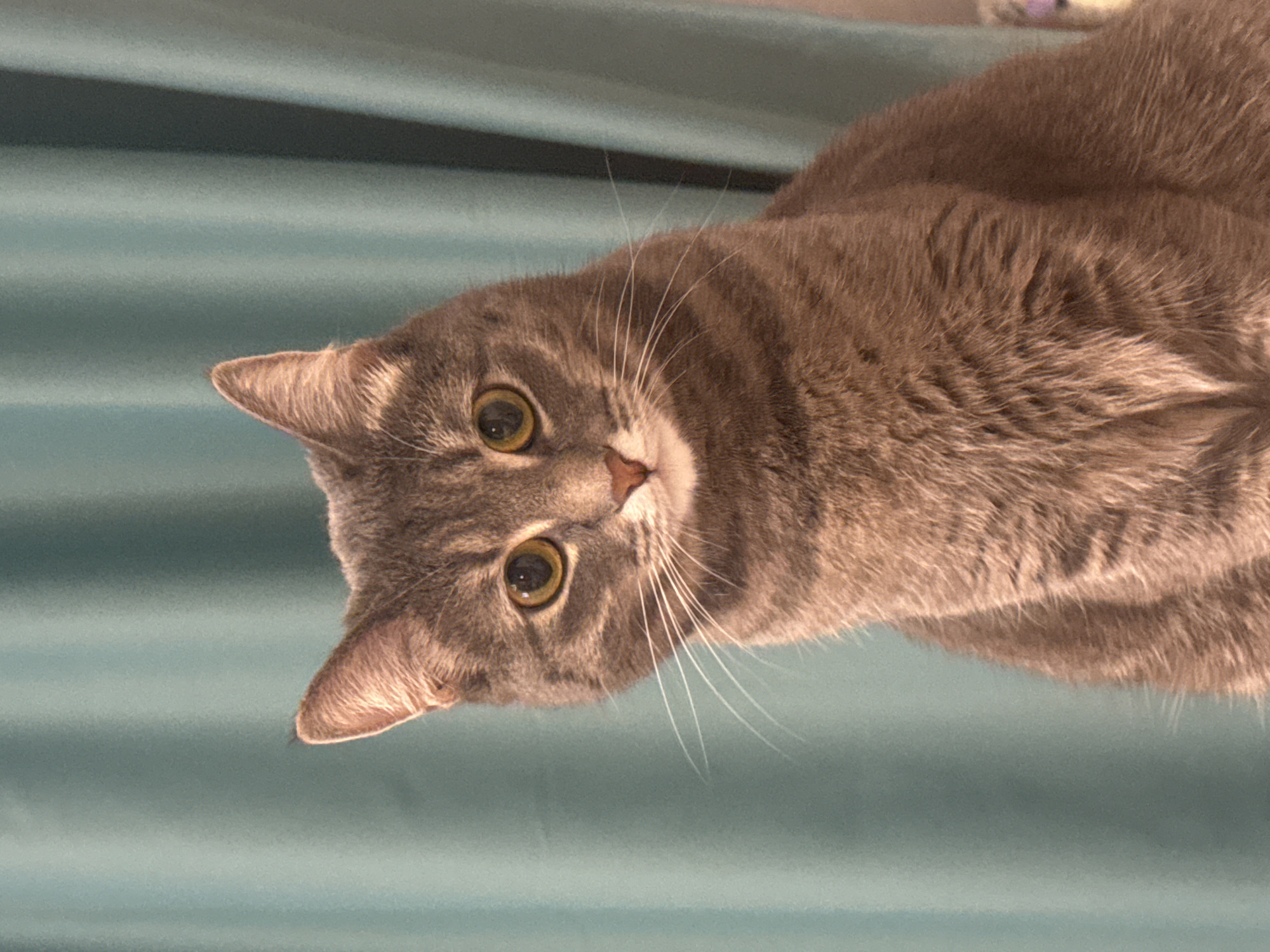 A close-up, diagonally oriented shot features a grey tabby cat with a curious and attentive expression. The cat's head and upper body are prominent in the frame, with its green-yellow eyes wide open and staring directly towards the viewer. Its fur is a blend of grey tones with distinct darker stripes, and a small pink nose is visible. White whiskers fan out from its muzzle. The cat's left ear (from the viewer's perspective) is fully visible and upright, while the right ear is partially cropped. The background is a muted teal or light blue fabric, likely curtains or a blanket, showing subtle horizontal folds that run parallel to the cat's body. The lighting suggests an indoor environment. No text is visible in the image. The scene is set in Chaikovsky, Russia.