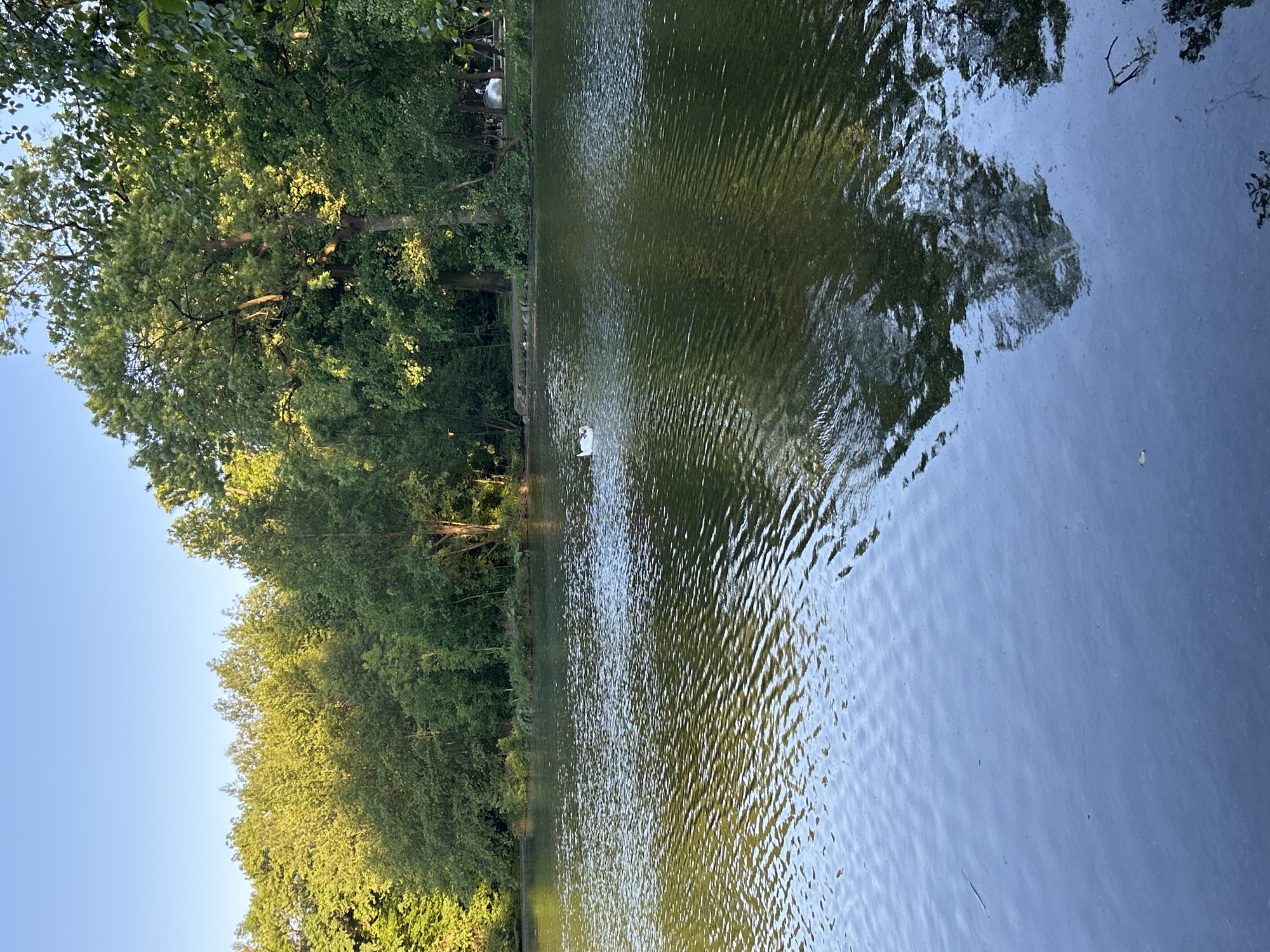 The image depicts a body of water, likely a lake or pond, surrounded by dense trees. The water surface is rippled, reflecting the trees and sky. A single white swan is visible on the water's surface. The sky is clear and blue.
The scene is likely located in a park or natural area within the city of Strasbourg, France. The specific location cannot be determined without additional information.