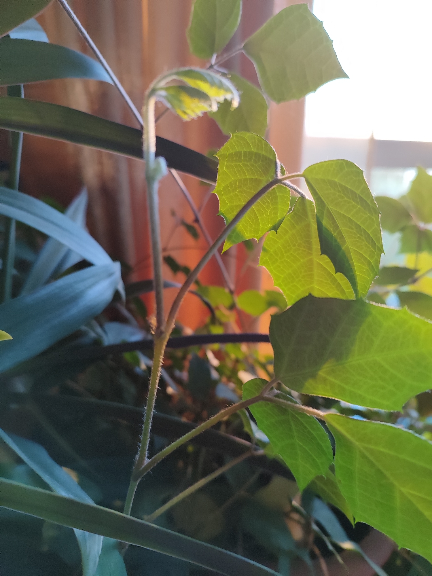 This image shows a close-up of a vine with vibrant green leaves, illuminated by sunlight streaming from a window in the background. The leaves have serrated edges and prominent veins, with a light dusting of fine hairs visible on the stems. The background consists of a blurred orange curtain and the bright outline of window panes, suggesting an indoor setting with natural light. The location is Marusino, Russia.
