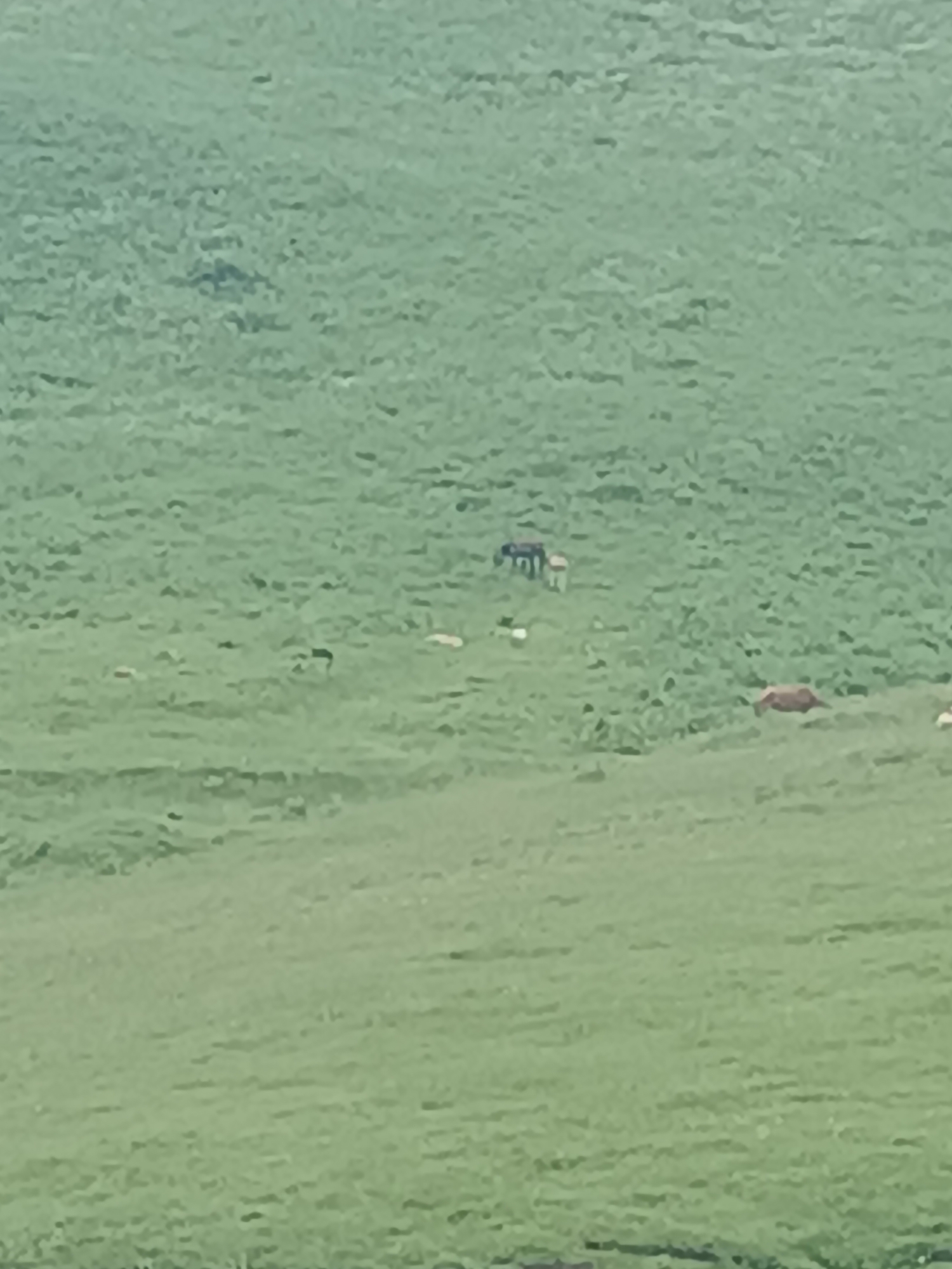 A wide, green, grassy hillside stretches across the frame. Several animals, appearing to be cows and possibly sheep, are scattered across the landscape. One dark-colored animal, possibly a cow, stands near the center of the image, accompanied by a lighter-colored animal. Further to the right, another brown animal, likely a cow, is visible. The overall scene depicts a rural or pastoral environment in Semyonovka, Armenia, with animals grazing on a vast, green field.