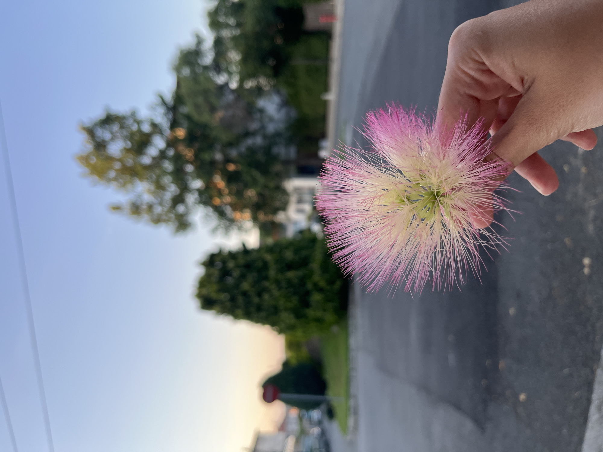 A human hand is holding a delicate pink and white fluffy flower in the foreground. The flower has many fine, thread-like stamens, giving it a feathery appearance. The background is blurred, showing a residential street scene at dusk. There are trees, houses, and a street with a sidewalk. A red traffic sign with a circular red border and a white heart-shaped symbol inside is visible in the mid-ground. The sky is a gradient of pale blue to a soft orange, indicating sunset. The image appears to be taken in Obzor, Bulgaria, given the context provided.