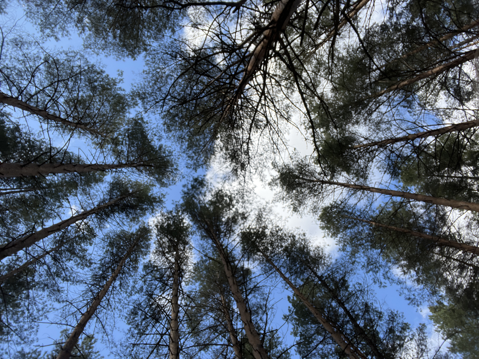 The image depicts a view looking up into a forest canopy. Numerous tall trees with slender trunks are visible, their branches and needles forming a dense network against the sky. The sky is a mix of blue and white clouds, visible through gaps in the foliage. The trees appear to be closely spaced, creating a sense of depth and enclosure.
I don't have enough information to provide the location in the city of Chaikovsky, Russia.