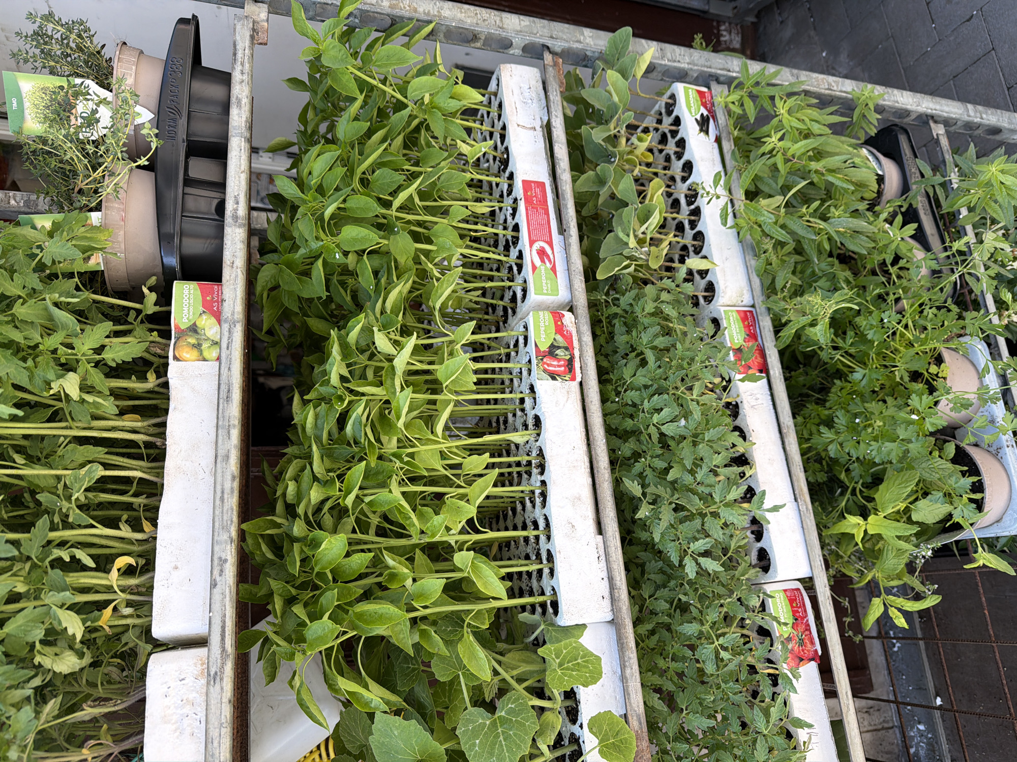 The image shows an overhead shot of a metal shelf or rack containing various plant seedlings, likely for sale. The location is unknown, but the plants' packaging indicates Italian origin (possibly Scordia).
The subjects are:
- Seedlings in trays and pots.
- Trays with cells holding seedlings.
- Pots containing larger plants.
The objects are:
- Metal shelf/rack.
- White plastic trays with grid patterns.
- Plant pots, some stacked.
- Plant labels in Italian: "POMODORO" (tomato), "PEPERONE" (pepper), "TIMO" (thyme).
- Brand name "AS Vival" on a label.
- "HORM PACK 388" printed on a black plastic container.
Actions and interactions are difficult to discern, as the image is static. The plants are being displayed for sale.
The environment appears to be a retail space, likely a garden center or plant nursery. The setting seems to be outdoors, near a paved surface. The lighting is natural daylight.