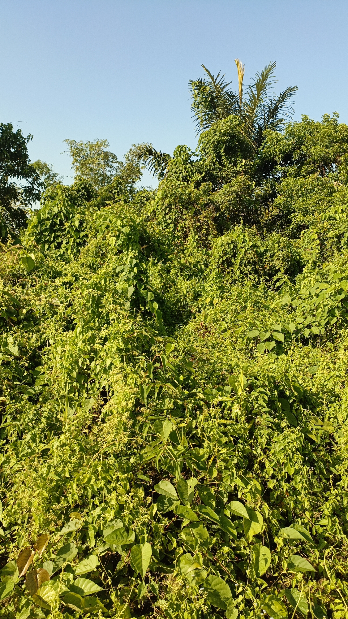 The image depicts a dense overgrowth of green vegetation under a clear blue sky. The foreground is dominated by a thick carpet of leafy vines, some with small clusters of light-colored flowers or seed pods. Larger leaves are visible in the lower portion of the image, appearing to be part of climbing plants. In the background, the vegetation continues, rising into a dense canopy of trees. A few palm fronds are prominent at the top of the scene, suggesting a tropical or subtropical climate. The light indicates it is daytime, likely morning or afternoon, with the sun casting a warm glow on the foliage. The scene appears natural and wild, with no signs of human presence or man-made structures. The location is identified as Batarang, Indonesia.