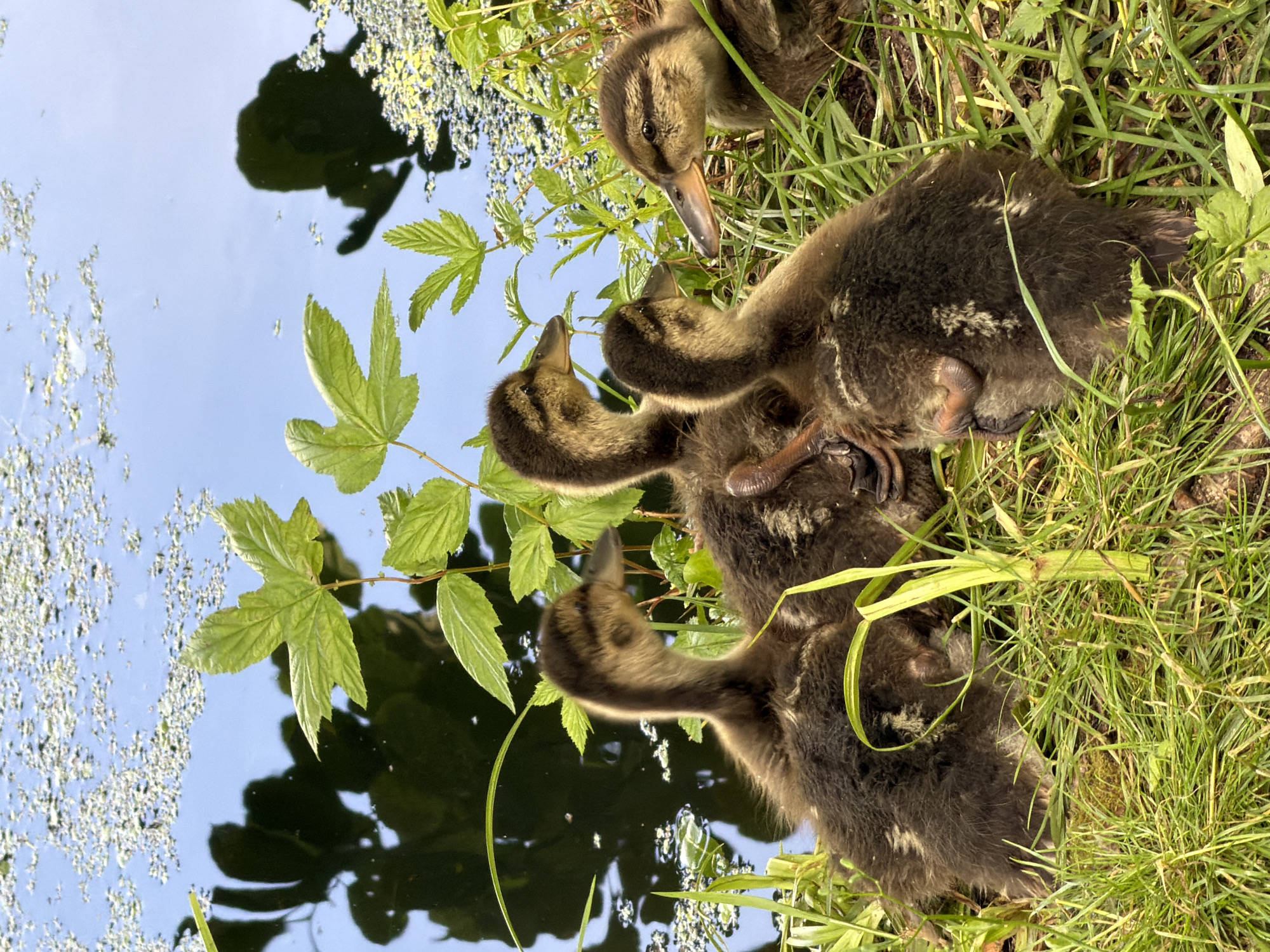 The image shows a group of four ducklings gathered on a grassy bank next to a body of water. The ducklings are fluffy and dark brown with some lighter markings. They are positioned close together, with three in the foreground and one slightly behind and to the right. Green grass and foliage surround the ducklings, and the water in the background has reflections of trees and a bright blue sky. The scene appears to be a natural outdoor setting, likely a pond or slow-moving river.