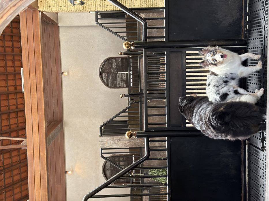 Two dogs are near a metal barrier. One dog is blue merle, lying on its side with its tongue out. The other dog is black and shaggy, standing to the left of the first dog. The background features a building with arched windows and a tiled roof, alongside a staircase with black railings and gold spherical accents. The photo has been rotated.