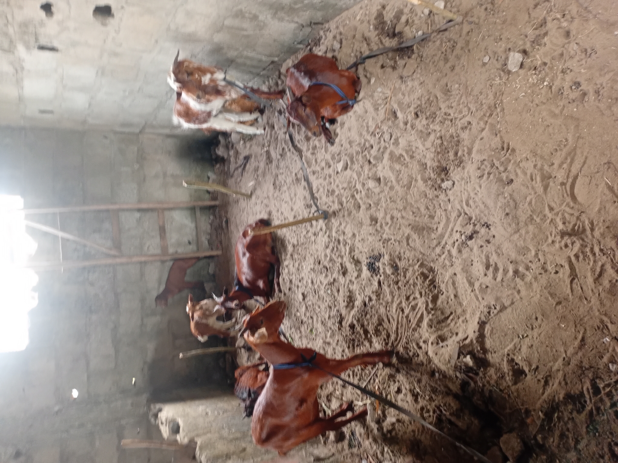 In a dimly lit enclosure with a sandy floor and rough-hewn concrete block walls, a group of goats are visible. One goat, predominantly brown, stands in the foreground, facing left. To its right and slightly behind, another brown goat is lying down. Further back, a white and brown goat stands, and behind it, a solid brown goat is also standing. In the far back, a dark brown goat is standing. The enclosure has a wooden ladder leaning against the back wall, and natural light filters in from an opening at the top. The scene appears to be an animal pen.