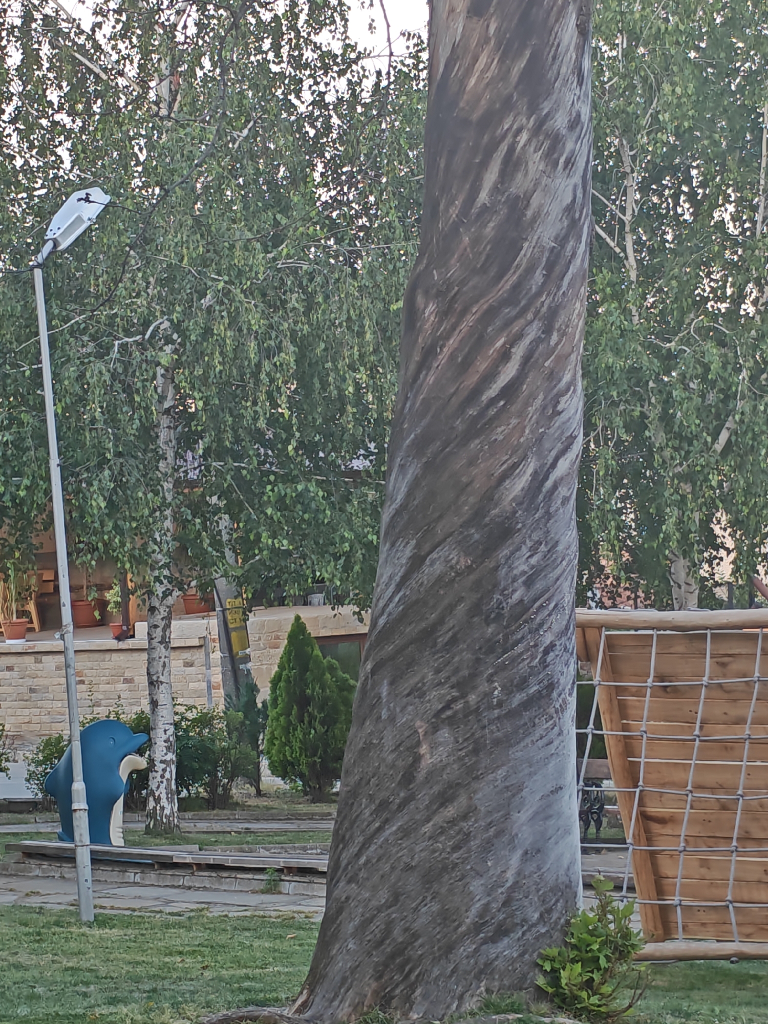 This image depicts an outdoor public space in Ivaylovgrad, Bulgaria. In the foreground on the right, a large tree trunk with a distinctive spiral pattern of dark and light grey striations is prominent. At its base, small green leafy plants are visible. To the left, a tall, slender metal pole holds a modern white street lamp. Immediately adjacent to the pole and set on a paved area within grass, a blue and white dolphin-shaped spring rider is present. Behind the street lamp and the rider, a birch tree with characteristic white bark and green foliage stands. In the midground, various other green trees obscure much of the background. A light brown brick building with a partially visible balcony adorned with potted plants is discernible behind the trees on the left. A yellow and black utility pole or sign is also visible near the brick building. On the far right, a wooden playground structure featuring a rope climbing net is partially visible behind the large spiral tree. The ground consists of grass and paved sections. No people are present in the scene.