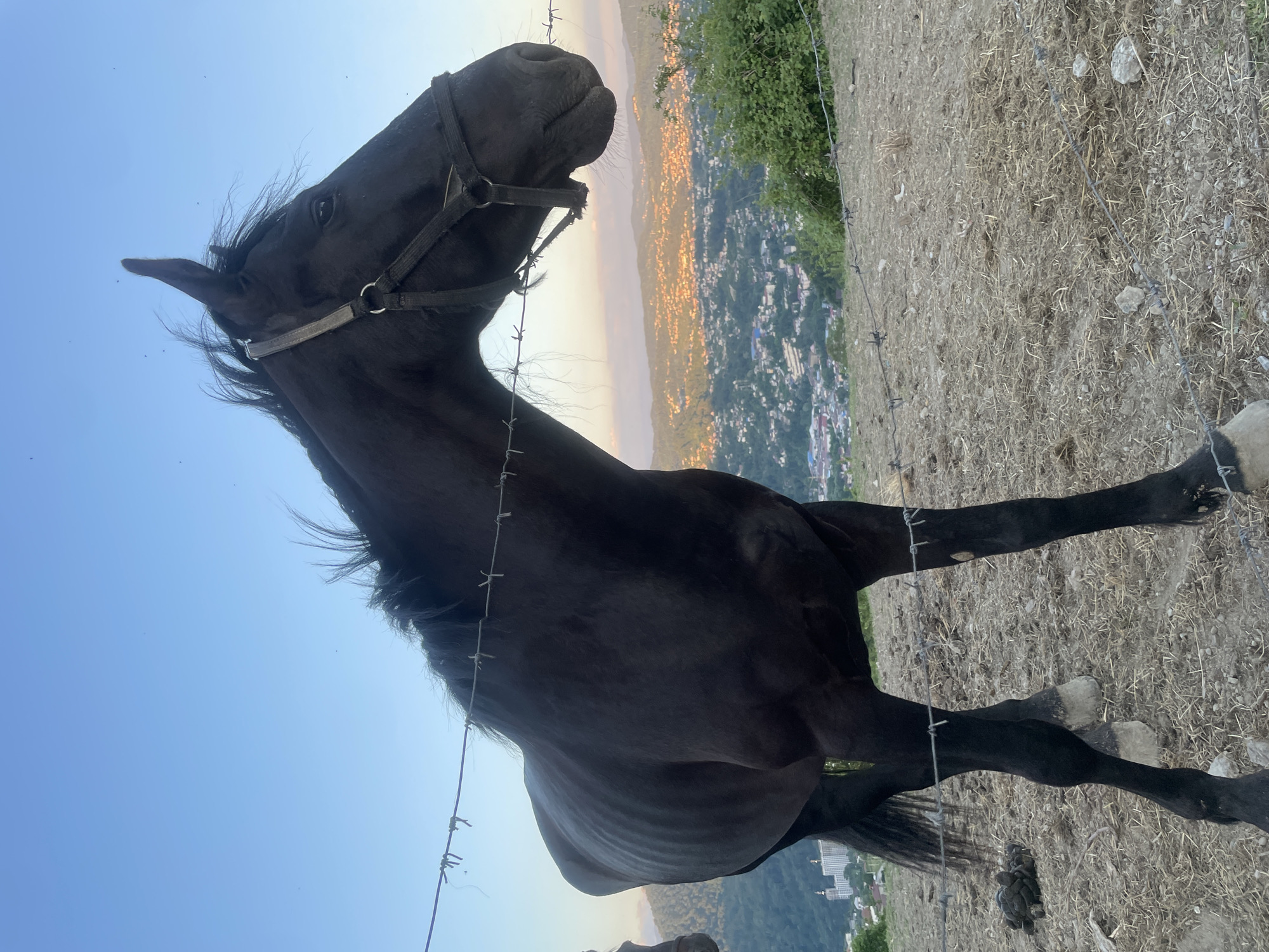 A dark horse stands in the foreground, facing right, with a harness on its head. It is on a dry, grassy slope with barbed wire in front of it. In the background, a city sprawls across hills under a clear sky with a hint of sunset. The city in the background is identified as Sochi, Russia. The scene appears to be an outdoor rural or semi-rural setting overlooking a city.