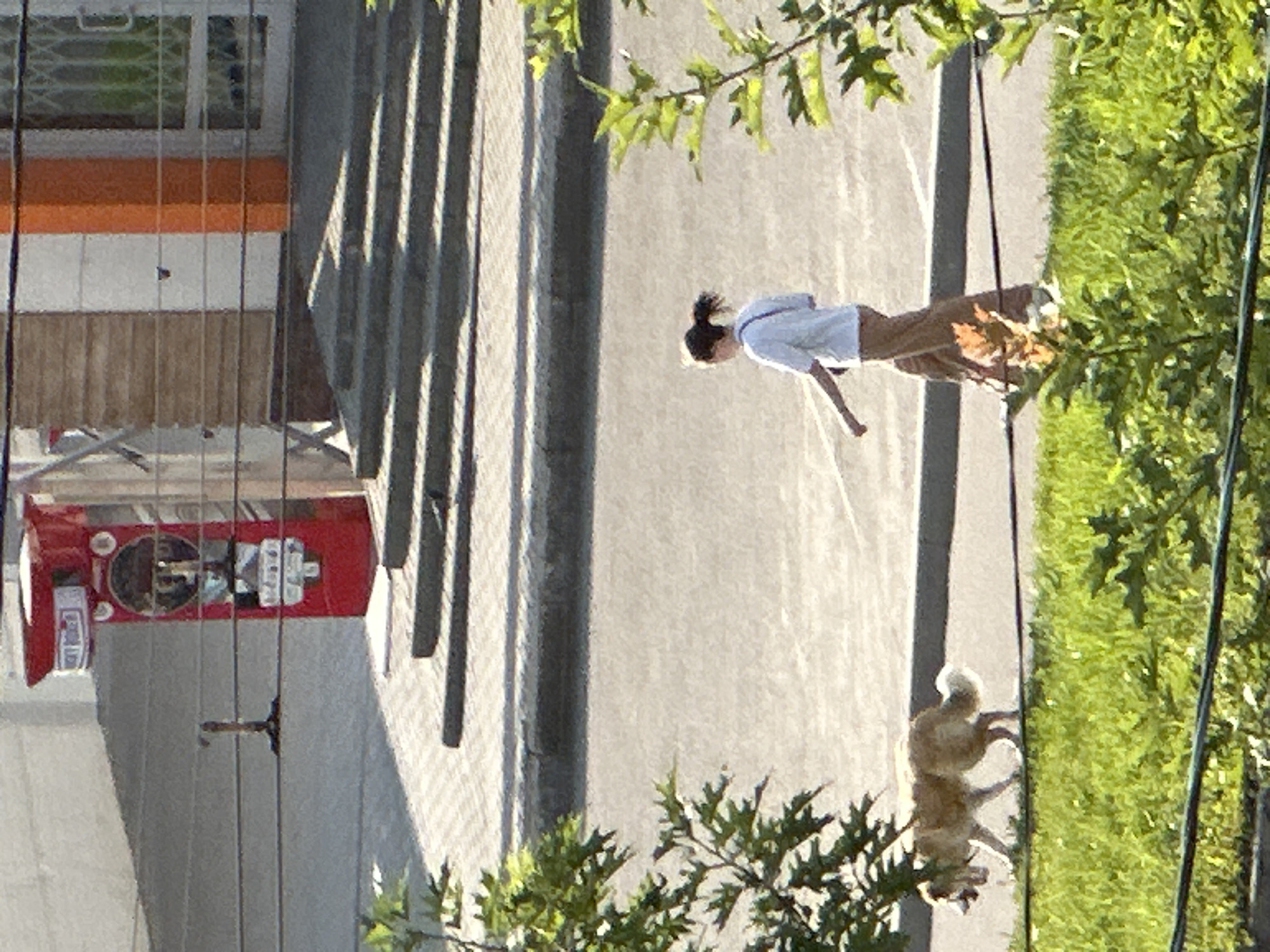 A tan and golden dog walks on a sidewalk with a person. The dog is to the left of the person. The person is wearing a white shirt and brown pants with a floral pattern. The person's hair is pulled back into a ponytail. The person is walking to the right. The dog is walking to the left. The dog appears to be on a leash, though the leash is not clearly visible. The dog is looking to its left. A tree with green leaves is in the foreground to the left and right of the image. In the background, there is a red structure with windows and a white and orange building with windows. There are stairs leading up to the building. The scene appears to be in a city. This scene was captured in Podolsk, Russia.