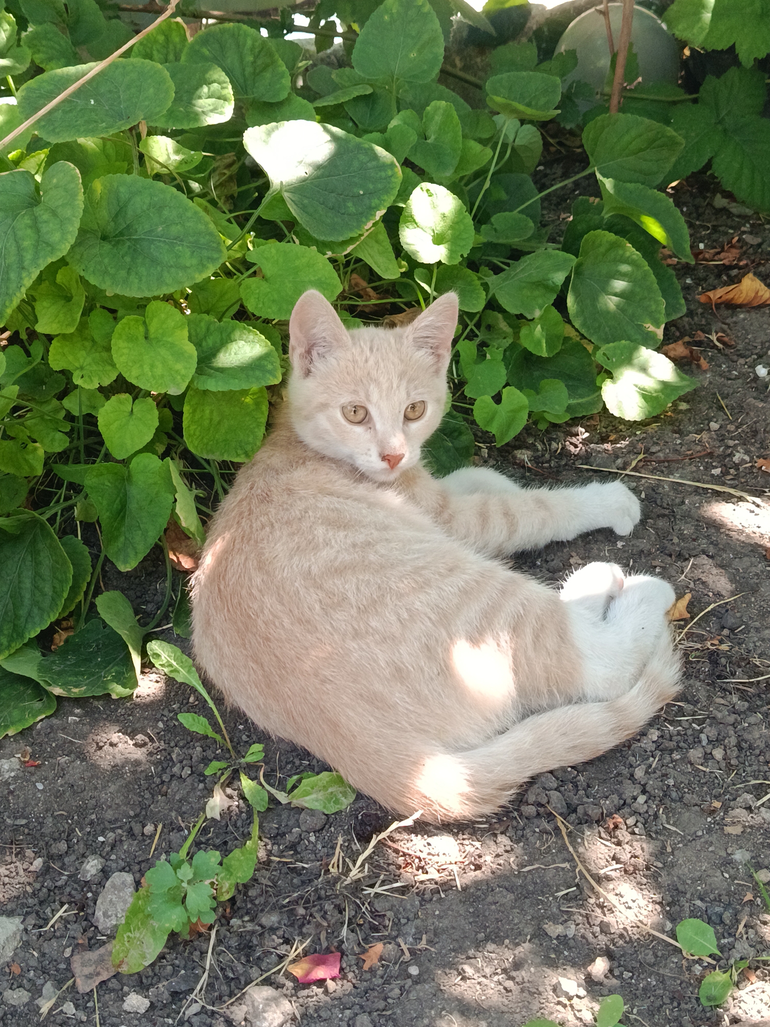 A pale orange and white kitten is lying on dark soil beneath large green leafy plants. The kitten is curled on its side with its front paws extended. Its tail is curled around its body. The kitten's face is turned towards the camera, with its eyes open and focused. Sunlight dapples the scene, creating patterns of light and shadow on the kitten and the ground. The background consists of more of the large green plants and the ground, which is covered in soil, small stones, and dried leaves. The location is in the city of Podilsk, Ukraine.