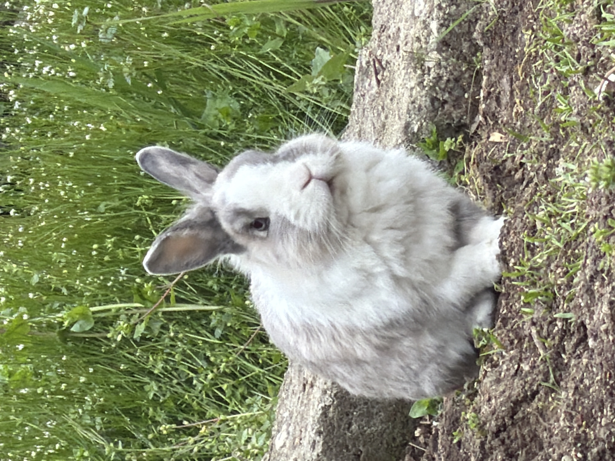 A medium shot shows a gray and white rabbit in a grassy outdoor environment. The rabbit is positioned on what appears to be the edge of a raised surface or embankment, with green foliage visible both in front and behind it. The background consists of dense green vegetation, while the foreground shows a rough, textured surface with patches of grass and soil. The location is Lesichovo, Bulgaria.