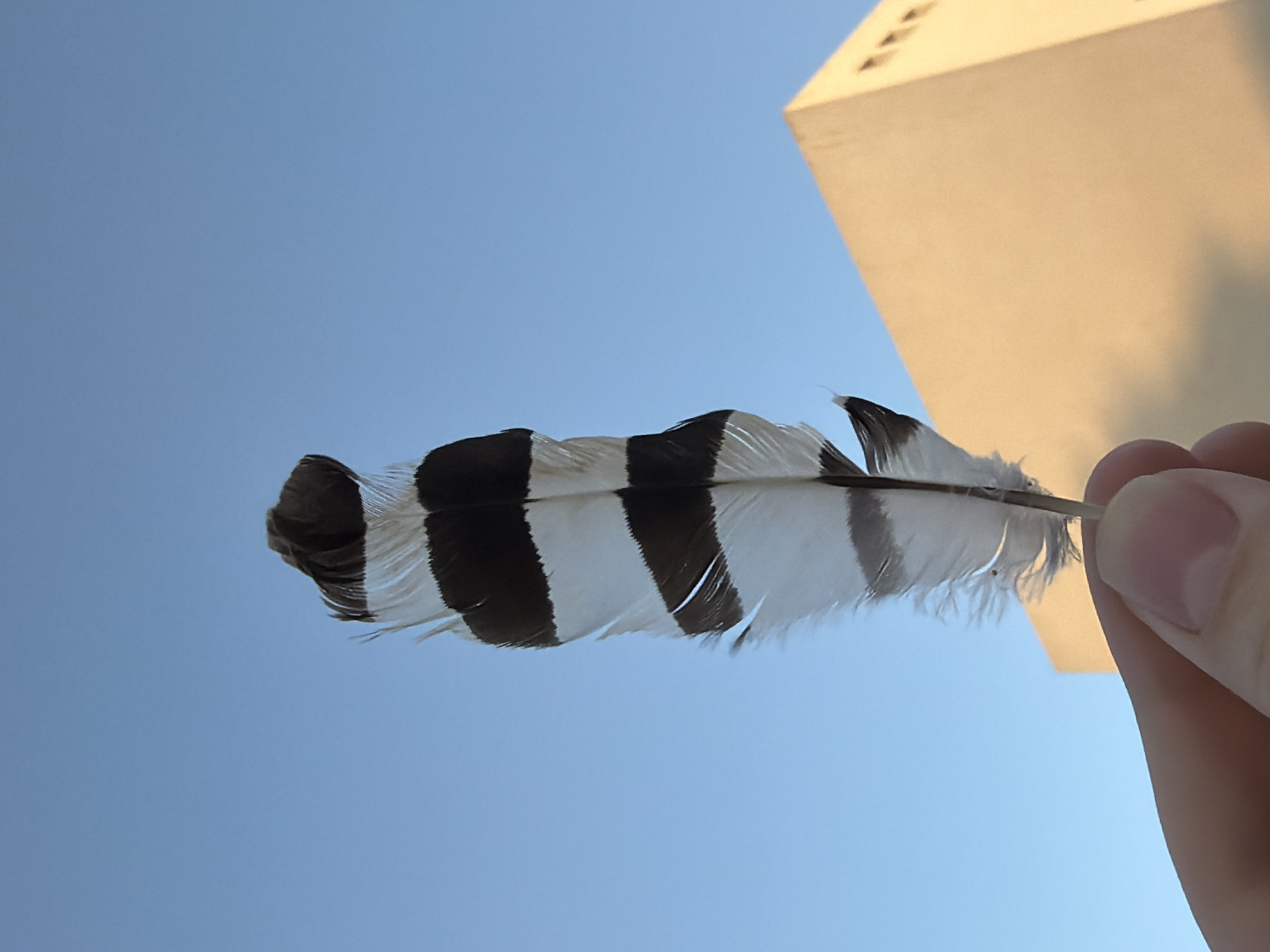 A hand holds a black and white striped feather against a clear blue sky. In the background, a portion of a tan building with recessed windows is visible. The image appears to be taken outdoors during the daytime. The location of Sharm El Sheikh, Egypt is not discernible from the visual information in the image.