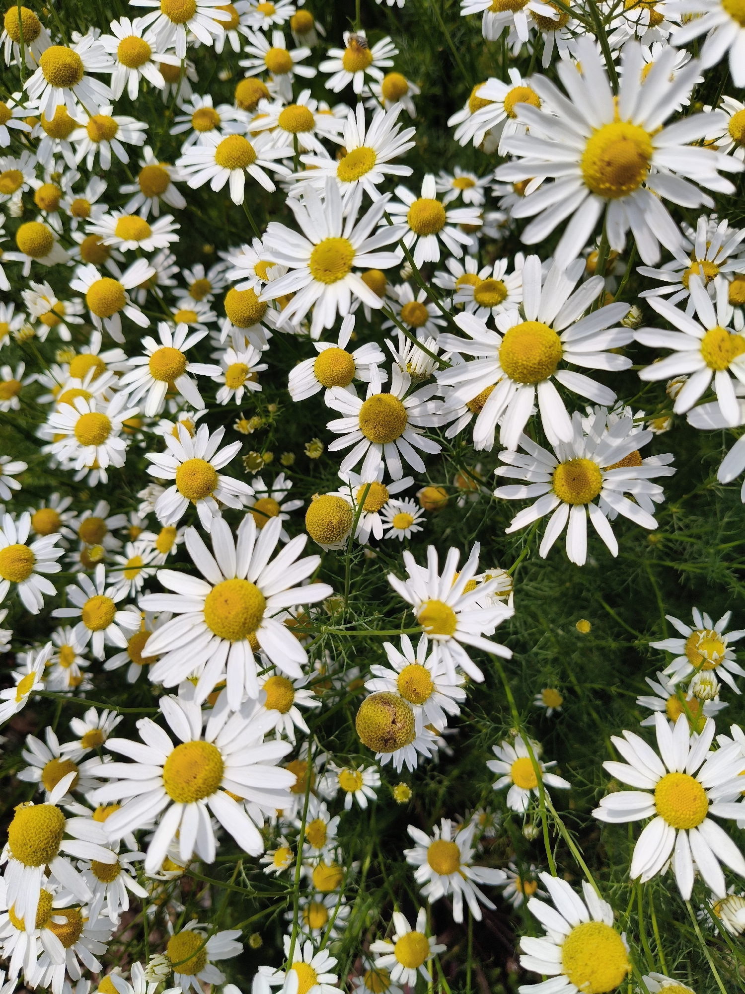 This image shows a field of white daisies with yellow centers, densely packed together. The flowers are in full bloom, with some in focus and others slightly blurred, creating a sense of depth. The background is filled with green foliage and stems, typical of a natural meadow or garden setting. The lighting suggests it is daytime, with sunlight highlighting the delicate petals of the daisies. There are no people or man-made objects visible in the image. The image does not provide any specific geographical markers to indicate a location within Prokopyevsk, Russia.