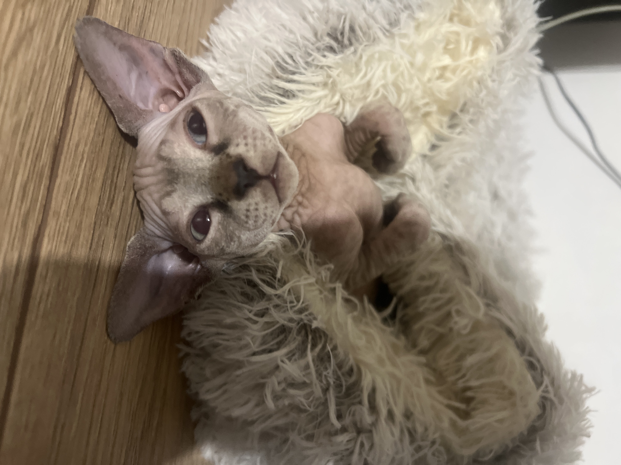 A hairless cat lies on a furry, white blanket against a light brown, wood-like surface. The cat is pale with a spotted face and large ears. Its eyes are open, and it appears to be looking directly at the viewer. The cat is lying on its back with its paws curled. The background includes a white wall and a dark object in the upper right corner. No people are visible. There is no information in the image to indicate that the photo was taken in Chemoshur, Russia.