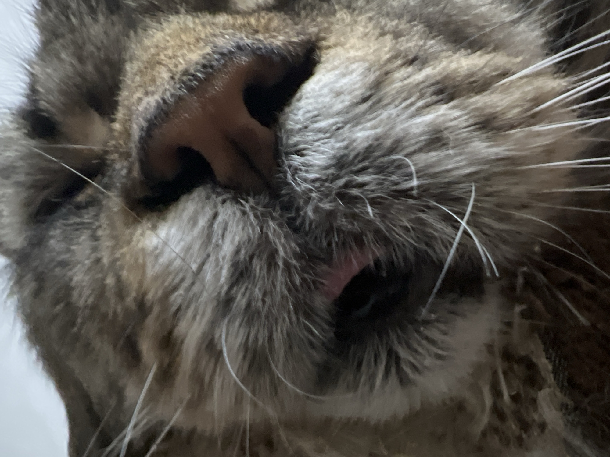 The image is a close-up, low-angle shot of a domestic cat's face. The focus is on the cat's nose, mouth, and whiskers. The cat's fur is a mix of brown, gray, and black stripes, typical of a tabby cat. The cat's nose is dark pink, and its mouth is slightly open, revealing a pink tongue. The whiskers are long and white. The background is blurred and appears to be a light-colored surface, possibly a blanket or a wall. There are no discernible elements in the image that would allow for the identification of a specific location in Markova, Russia, or any human presence. The scene is entirely focused on the cat.