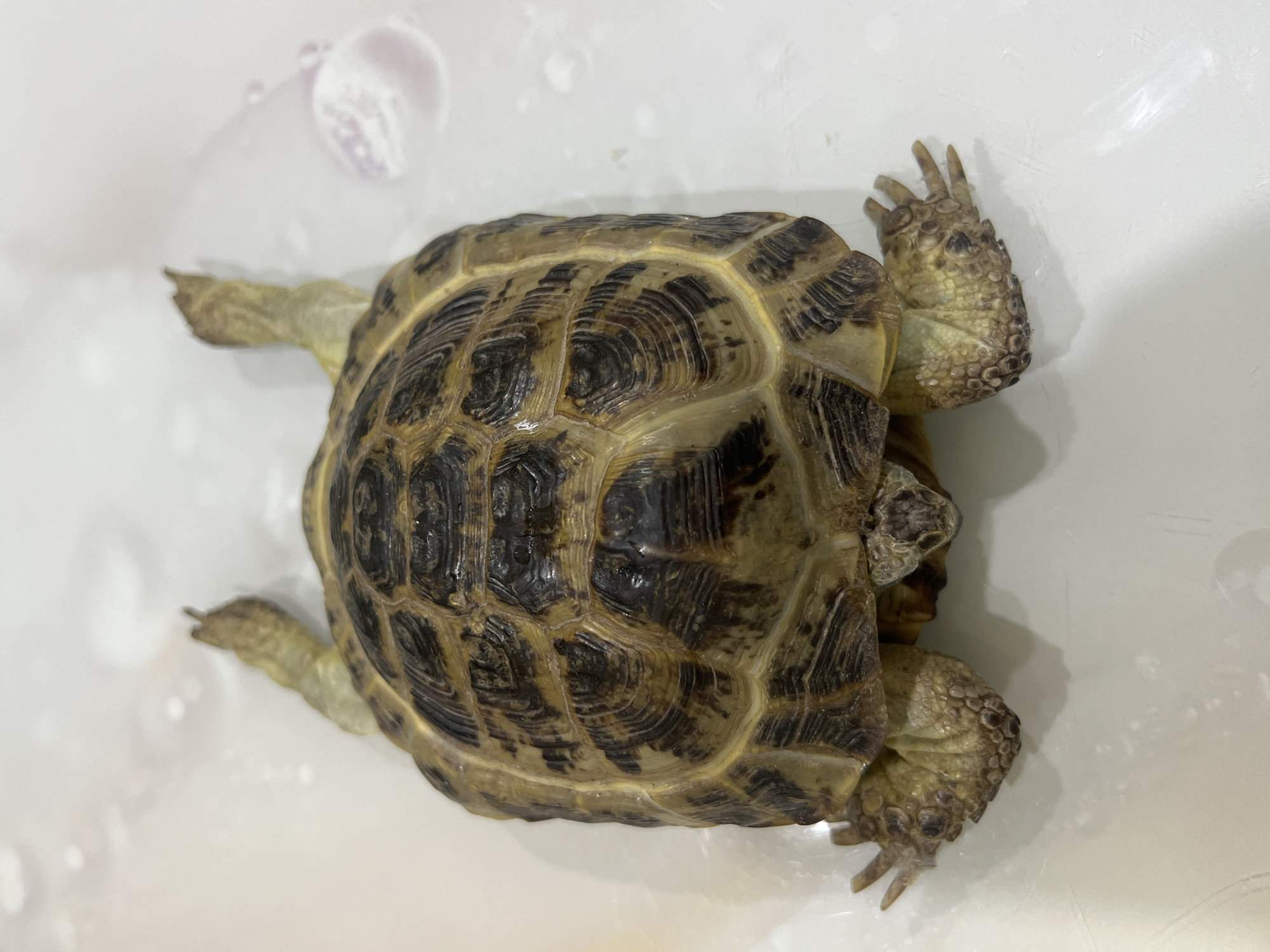 A top-down, medium-shot depicts a tortoise laying on its back in a white tub. The tortoise's patterned, brown and tan shell dominates the center of the frame. Four tan, scaled limbs extend from the body. The background features the white plastic of the tub, with some water droplets visible. The location in the city of Chaikovsky, Russia, cannot be determined from the image.