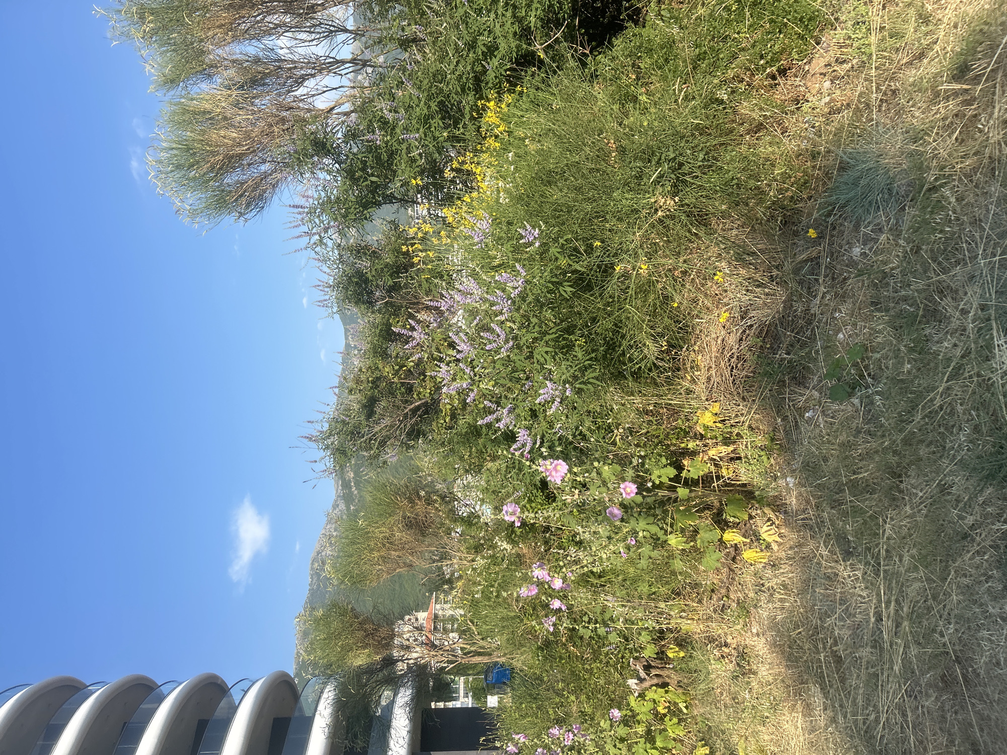 The image depicts a natural landscape with a clear blue sky and a lush green hillside covered in various plants and flowers. The sun is shining brightly, casting shadows and highlighting the textures of the vegetation. In the foreground, there are some dry, straw-like grasses contrasting with the vibrant green foliage and small yellow and purple flowers. Some trees with thin, wispy branches are also visible, adding to the wild, overgrown appearance of the scene. In the background, a mountain range is visible, partially obscured by the trees and foliage. The architecture of a modern building with curved white elements and glass is seen in the lower left corner, suggesting a contemporary setting near a natural area. The overall impression is one of a bright, sunny day in a location that blends natural beauty with modern development, possibly a park or a scenic overlook in Boreti, Montenegro. No people or specific events are depicted.