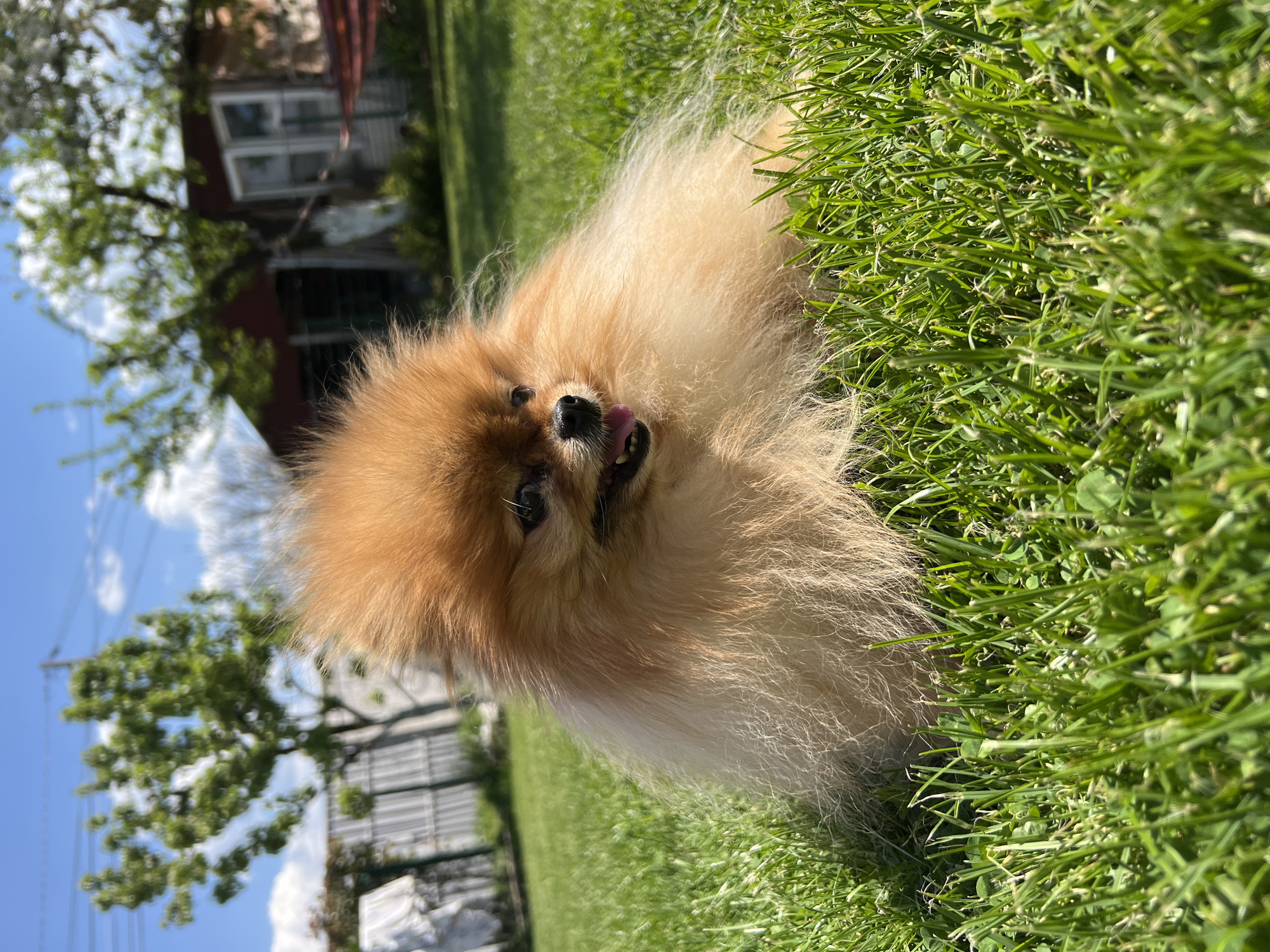 The image shows a medium-sized, light-brown Pomeranian dog lying on its back in green grass. The dog is looking up and has its tongue sticking out. In the background, there is a house with white-framed windows and red siding, as well as a tree with green leaves and a fence. The sky is blue with scattered clouds. The location is Unknown, Unknown.