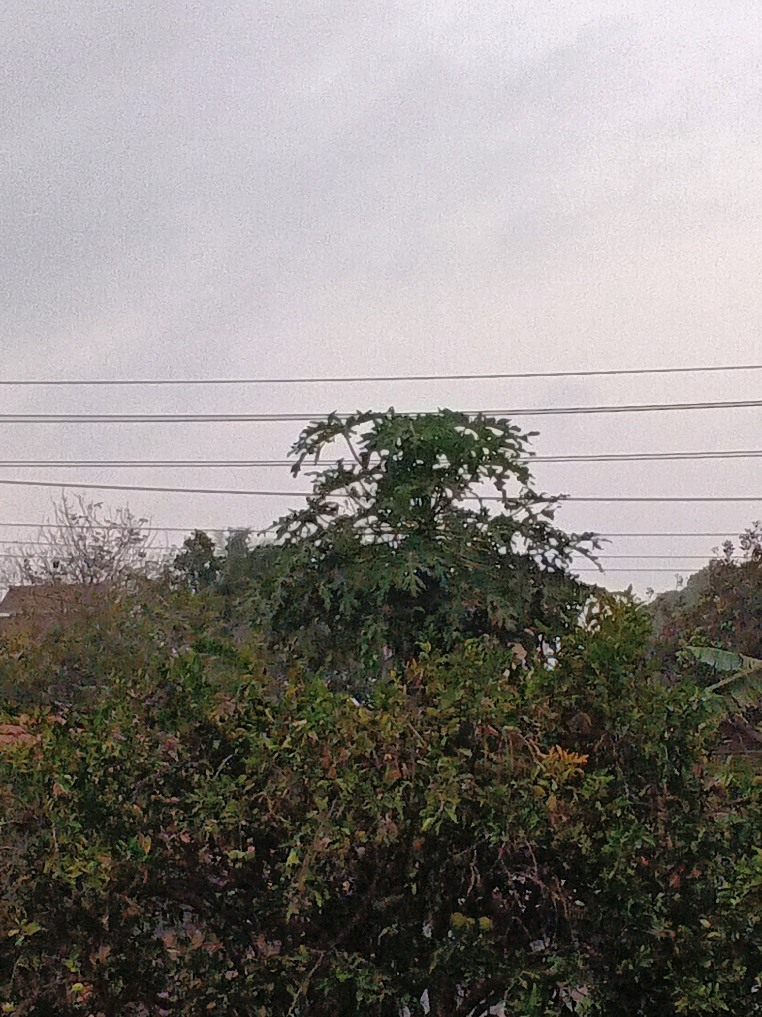 The image depicts an overcast sky above a dense canopy of trees and foliage. Several horizontal power lines are visible against the sky, indicating an urban or semi-urban environment. The foliage is predominantly green, with some autumnal hues of brown and orange suggesting a possible transition of seasons. In the foreground, the dense greenery creates a thick barrier, obscuring any ground-level details. A portion of a reddish-brown roofline is partially visible through the trees on the left side of the image. The overall impression is a natural landscape integrated within a developed area, potentially on the outskirts of Wates, Indonesia, given the presence of electrical infrastructure and built structures.