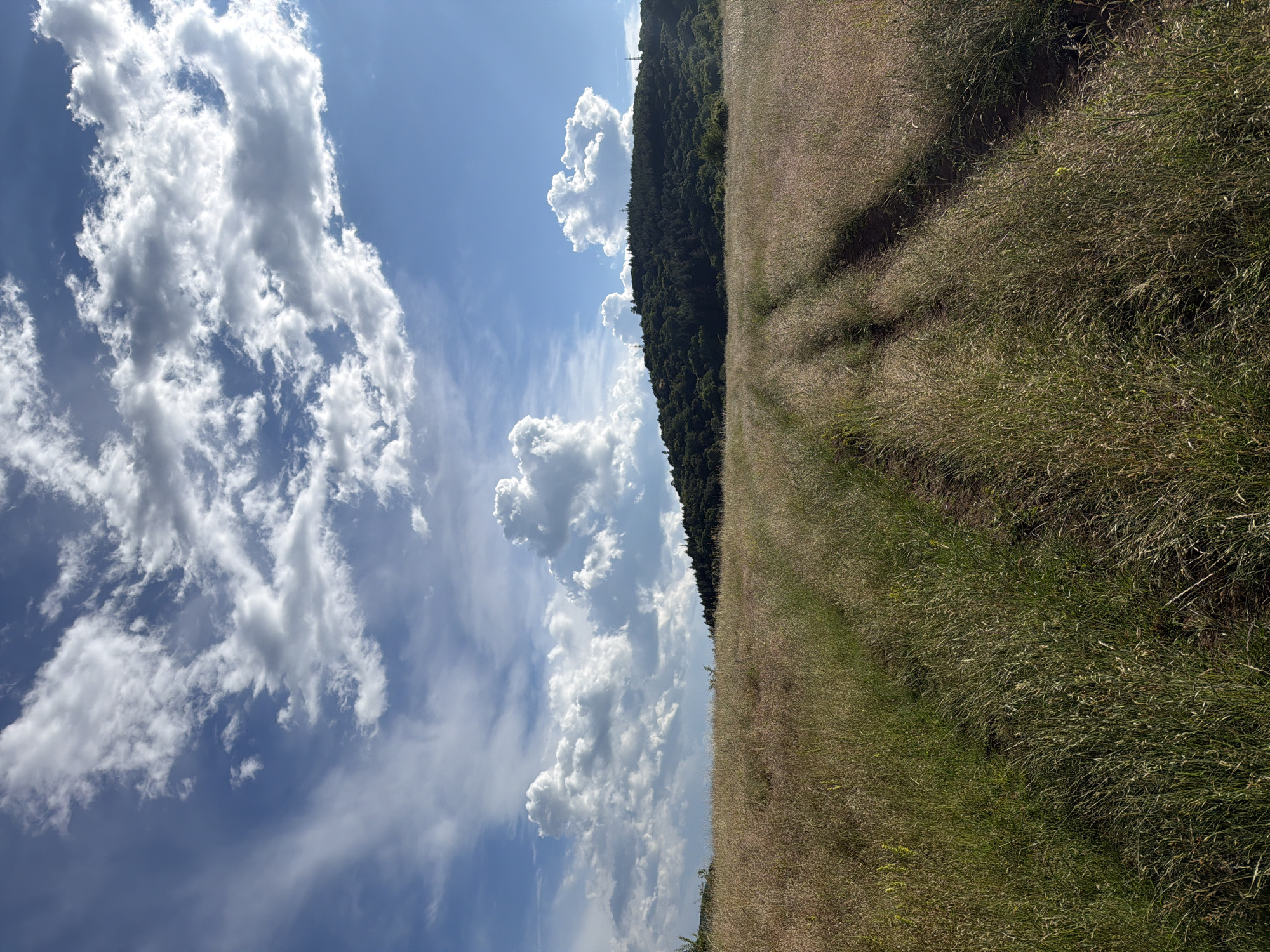 This media file depicts a natural landscape scene, with a clear distinction between the sky and a grassy field bordering a forest. The image is oriented vertically, with the sky occupying the left half and the field and forest on the right.
The sky is a vibrant blue, dotted with numerous white, fluffy cumulus clouds. Some of these clouds are large and dramatic, while others are smaller and more wispy, suggesting a partly cloudy day. Sunlight streams through the clouds, creating bright highlights and casting shadows.
The right side of the image features a tall, dense forest, its dark green foliage forming a steep incline. The forest appears to be on a hillside or mountain. Adjacent to the forest is a wide, grassy field. The grass is tall and dry, with hints of brown and yellow, indicating it might be late summer or early autumn. A discernible path, likely a dirt track, winds its way through the grassy field, appearing slightly darker and more worn than the surrounding vegetation. Shadows from unseen objects or the curvature of the land are cast across this path, suggesting the sun is at an angle, likely mid-morning or late afternoon.
The overall impression is one of a serene and expansive natural environment. The weather appears pleasant and sunny, typical for a warm day in Sofia, Bulgaria. There are no people or man-made objects prominently featured, emphasizing the untouched nature of the scene. The focus is on the textures of the clouds, the density of the forest, and the expanse of the grassy field. The lighting suggests a bright, clear day, likely during daylight hours.