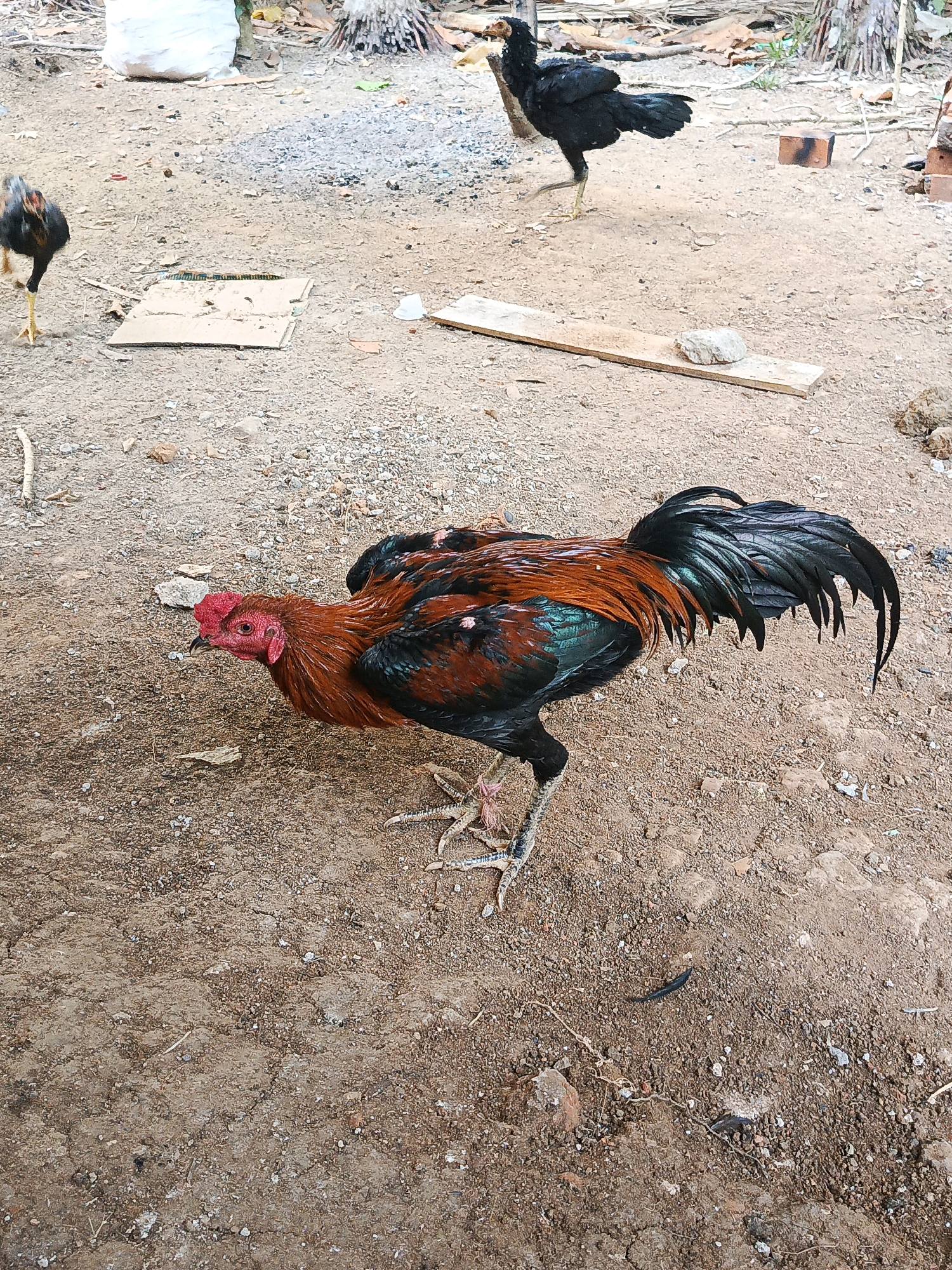 A rooster with a red comb and wattles, featuring a vibrant mix of brown, copper, and iridescent green plumage, stands prominently in the foreground. Its black tail feathers are long and curved. The rooster is positioned on dry, sandy ground littered with small stones and debris. In the background, two other chickens are visible: one black chicken stands in the middle ground, and a smaller, dark-colored chicken is in the left background. The environment appears to be an outdoor area, possibly a farmyard or a rural yard, with sparse vegetation and some discarded materials like cardboard and a piece of wood with a stone on it. The overall scene suggests a natural habitat for chickens in a somewhat unkempt outdoor setting. The image does not provide specific indicators of location within Megang Sakti I, Indonesia, beyond general rural or semi-rural characteristics.