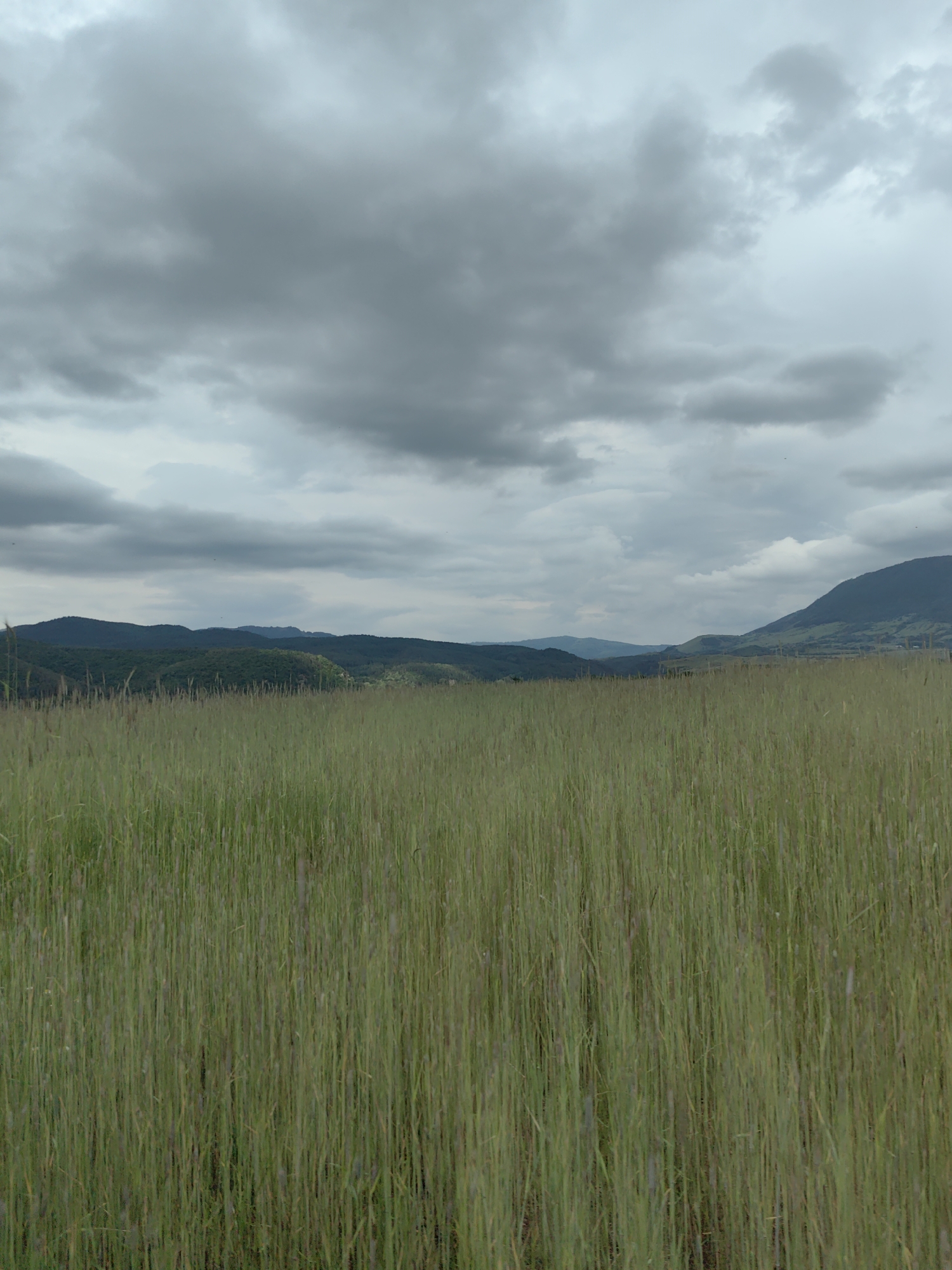 The image shows a field of tall, green grass in an open landscape. In the distance, there are hills and mountains. The sky is overcast with gray clouds.
The image does not provide enough information to determine if the location is in Rozino, Bulgaria or to describe any people, subjects, objects, actions, or interactions.