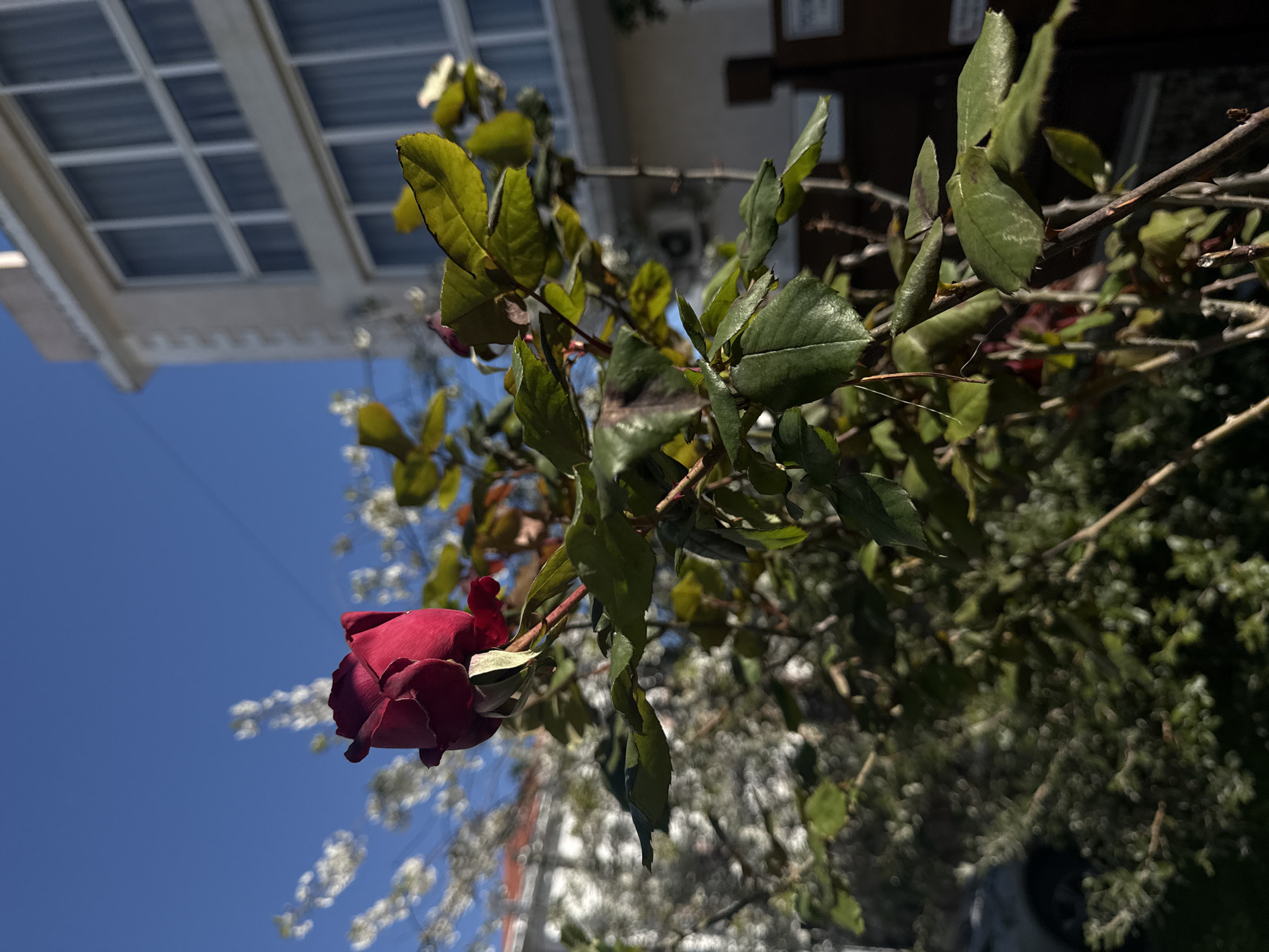 A close-up, outdoor shot, taken on a clear, sunny day in Sochi, Russia, features a single, deep red rose bud. The rose is still partially closed, showcasing its velvety petals, and is positioned towards the lower left of the frame. It grows from a thorny branch, surrounded by numerous green leaves that vary in shade and texture, some catching the sunlight brightly while others remain in shadow.
In the upper left and central background, a vivid blue sky dominates, indicating fair weather. Above and to the right of the rose, a white building structure with a distinct grid pattern, possibly a pergola, balcony, or windowed roof, is visible, slightly out of focus. Further in the background, a soft bokeh effect renders numerous small, light-colored blossoms or flowers, possibly from another bush or tree, as diffused white spots. Behind these blossoms and to the right, dense, blurred green foliage suggests more trees or shrubs, completing the natural, garden-like setting. No human subjects or discernible text are present in the image.