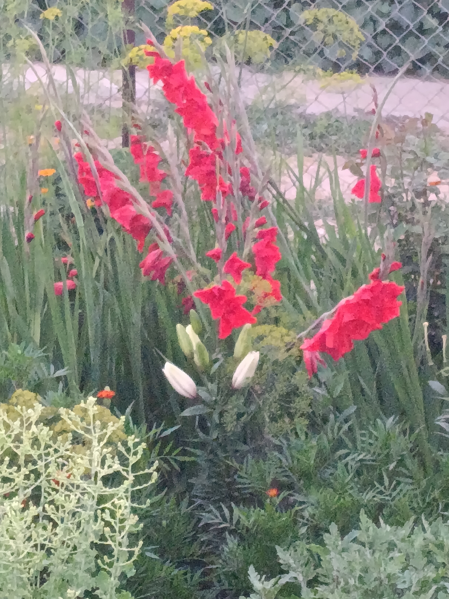 The image depicts a close-up view of a garden, possibly in the city of Kyzyl-Suu, Kyrgyzstan, with a focus on red gladiolus flowers in bloom. The gladioli stalks are tall and slender, adorned with numerous vibrant red blossoms arranged in a spike. Interspersed with the gladioli are green, grassy leaves and other smaller plants, some of which appear to be in bud or at an earlier stage of growth, such as the white lily buds visible in the foreground. In the background, a chain-link fence is discernible, suggesting the garden is enclosed or adjacent to a property. The overall impression is one of a lush, natural setting, with a slight painterly quality to the image.