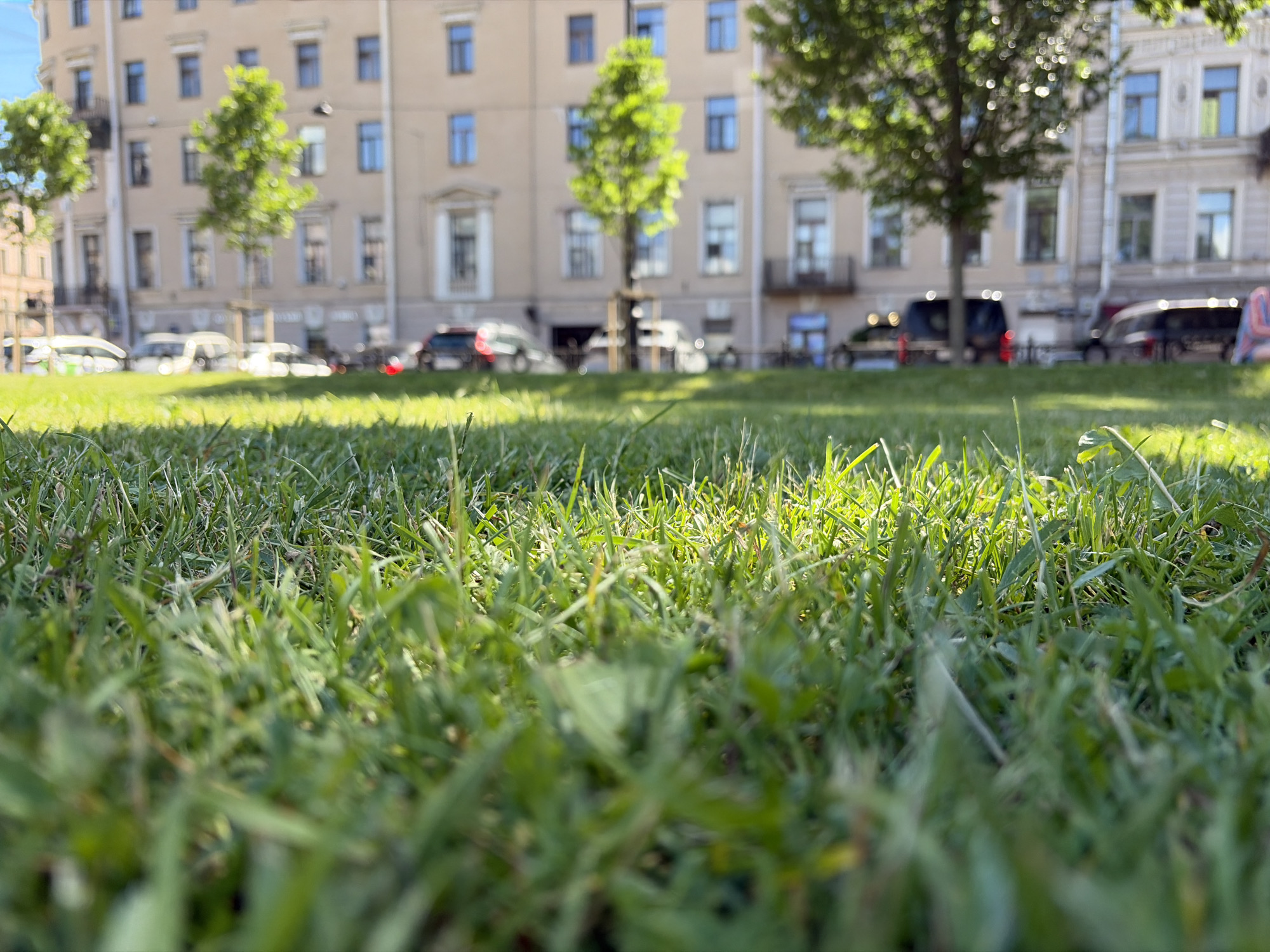The image shows a low-angle view of a lawn in front of a building in Saint Petersburg, Russia. Several cars are parked on the street in front of the building, and trees are visible along the street and in front of the building. The building appears to be made of stone and has several windows. The sky is visible in the background and appears to be blue. The image was taken on a sunny day. The general setting suggests an urban environment with residential or commercial buildings, a street with parked vehicles, and greenery. The architecture of the building, with its specific window designs and facade treatment, along with the overall urban layout, are typical of historical city centers in Russia.