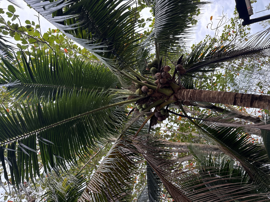 A mature coconut palm (Cocos nucifera) stands prominently, viewed from a low angle looking upwards, in Kamala, Thailand. The tree features a textured, segmented brown trunk and a crown of numerous large, green pinnate fronds. Some older, lower fronds appear dried and brownish. Multiple clusters of coconuts, varying in color from green to brown, are visible among the frond bases, indicating different stages of maturity. Dense green foliage from other trees, interspersed with leaves exhibiting reddish-orange tones, forms the background. Patches of bright, possibly overcast, sky are visible through the canopy gaps. A dark-colored structure, potentially part of an outdoor light fixture or building element, is partially visible in the lower right foreground. No people or specific actions are discernible.
