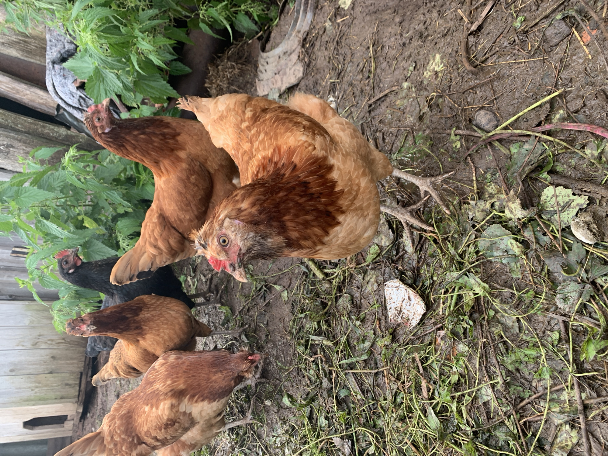 A group of chickens are standing in a muddy, outdoor enclosure. The chickens are predominantly brown, with one black chicken visible. They are surrounded by green foliage and debris on the ground. In the background, a wooden structure, possibly a coop or fence, is present. A piece of white material, possibly paper or plastic, is lying on the ground in the foreground. The overall scene depicts a rural or farm-like environment.