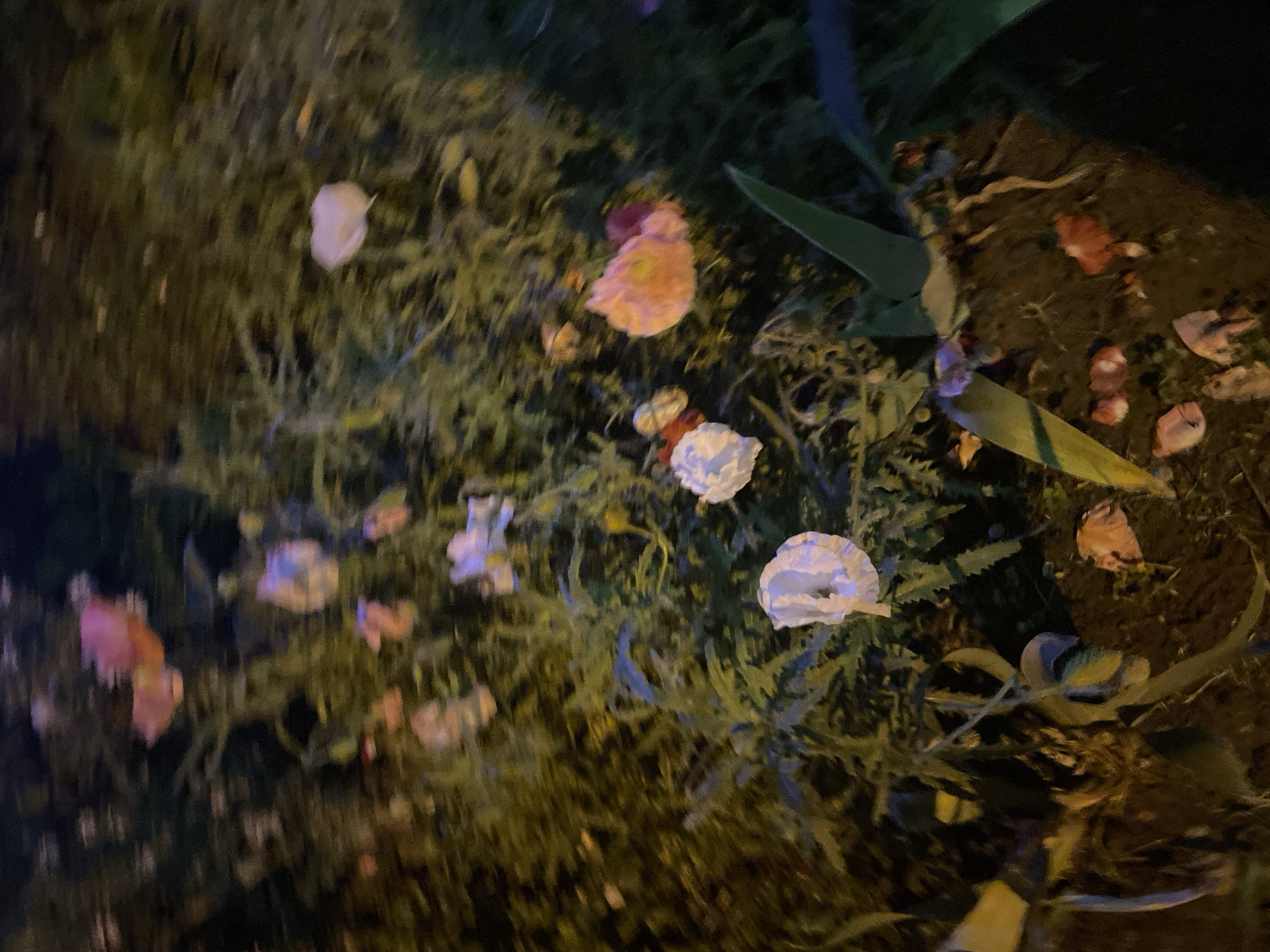 The image shows a patch of ground with scattered flower petals and a few wilted flowers, some appearing white and others pinkish-orange. The foliage is green and somewhat overgrown. The lighting suggests it is nighttime, with artificial light casting shadows and highlighting the textures of the plants and petals. There are no people or animals visible in the image, and the scene appears to be outdoors in a garden or park setting. The specific location in Krasnogorsk, Russia cannot be determined from the visual information provided in the image.