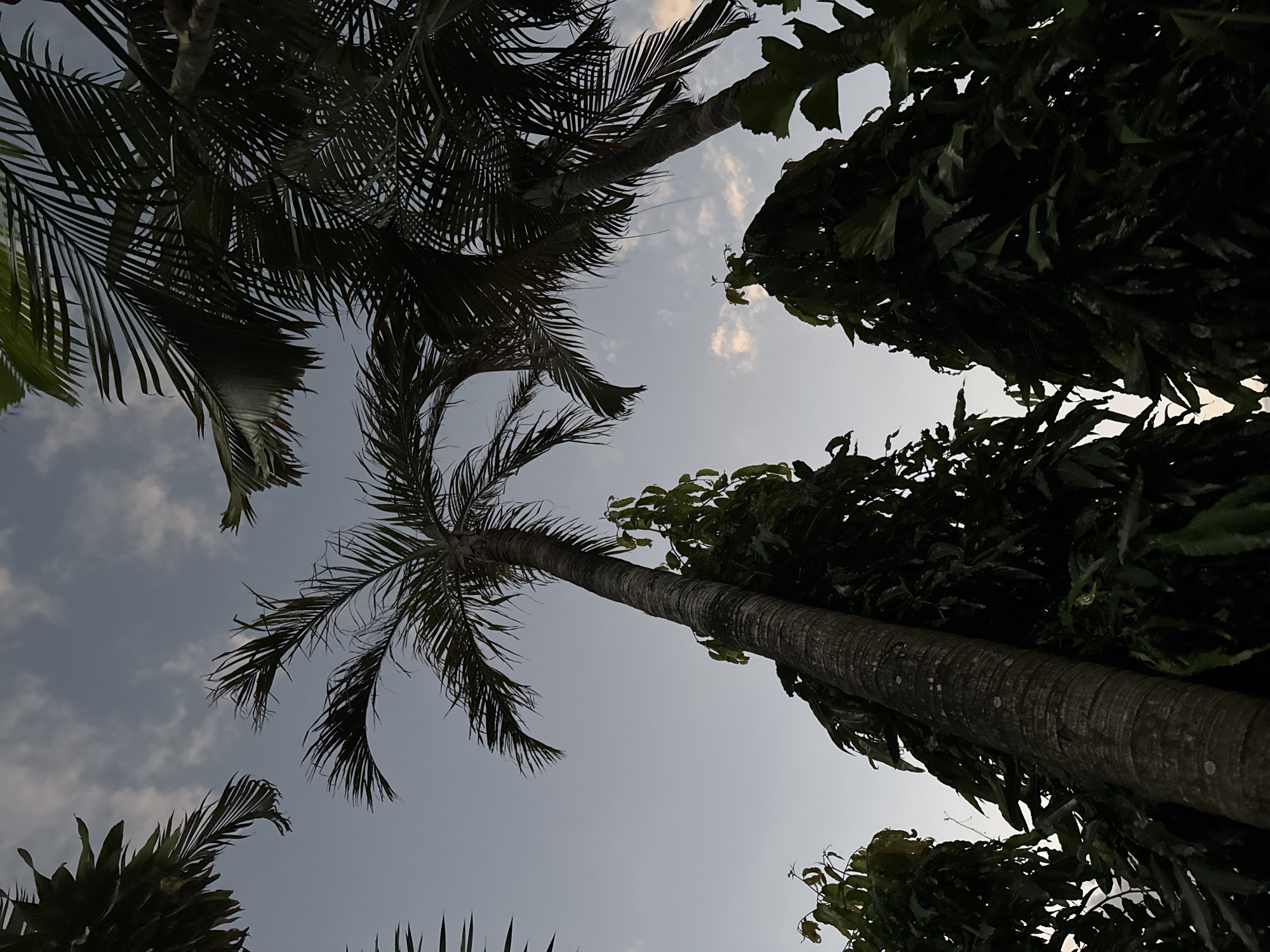 This is a low-angle, ground-level photograph taken outdoors in Denpasar, Indonesia, looking up at palm trees against a twilight sky. The sky is a pale blue with scattered, wispy clouds, some tinged with a soft orange glow, indicating either sunrise or sunset. Several palm trees are visible, their fronds silhouetted against the sky and their trunks prominent in the foreground and mid-ground. The leaves of other, non-palm trees, are dark green and fill the bottom half of the frame, providing a dense contrast to the open sky above. The lighting suggests it is dusk or dawn, casting deep shadows. No people or animals are present in the frame. The scene depicts a natural environment within an urban or semi-urban setting.