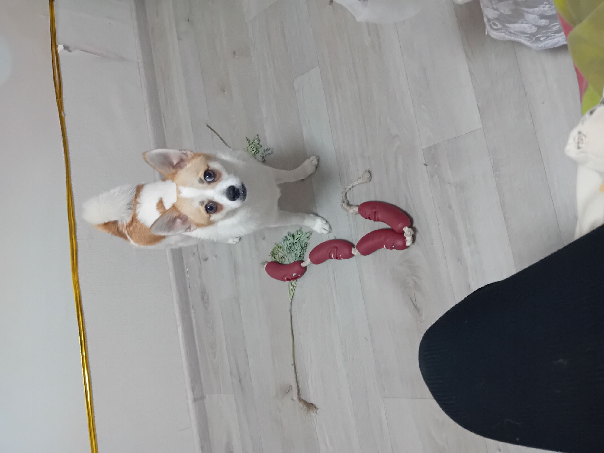 A dog stands on a light-colored laminate floor in front of a white wall with a gold strip near the ceiling. The dog is small, with white fur, tan markings on its head and back, and large, expressive brown eyes. It is looking directly at the camera. In front of the dog and to its left, there is a string of four red, sausage-shaped dog toys with green leafy details on the top one. The string connects them, and a frayed rope loop is visible on the bottom toy. To the left of the toys, a thin, dry plant stem extends towards the left edge of the frame. In the foreground, a person's black-clad legs and lap are visible, obscuring the lower portion of the dog and the floor. To the right of the dog, partially visible in the background, is a white object and a piece of lacy white fabric. The scene appears to be an indoor setting, possibly a home, and there is no indication of the city of Chuhuiv, Ukraine.