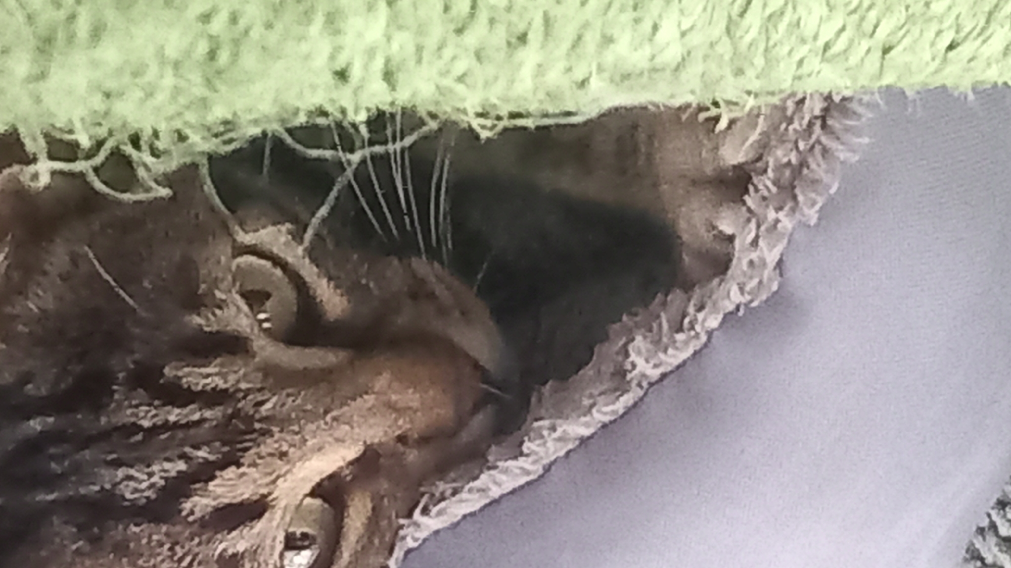 A close-up, vertical shot shows a tabby cat's face peering from beneath a light purple fabric and a fluffy green material. The cat's eyes are partially visible, with one eye looking directly at the camera and the other looking downward. The cat's fur is striped with shades of brown and black. The purple fabric appears to be a blanket or cushion, with a textured, frayed edge. The green material is soft and fuzzy. The lighting suggests an indoor environment. The cat's whiskers are prominent and fanned out. The image is focused on the cat's head and upper body. There is no identifiable location in the city of Άγιος Νεκτάριος, Greece visible in this image.