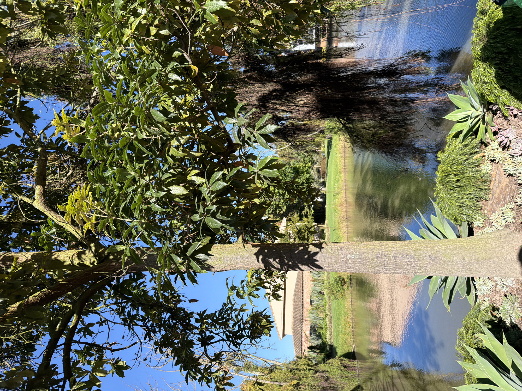 The image depicts a tranquil waterscape adjacent to a building, likely part of a botanical garden or estate in Bojacá, Colombia. In the foreground, a large tree with dense green foliage dominates the scene, its trunk textured and covered in moss. To the left and right of the tree, various succulents and other low-lying plants form a manicured border. A calm body of water reflects the surrounding greenery and the clear blue sky. On the opposite bank of the water, a building with a terracotta tiled roof and light-colored walls is visible, nestled amongst well-maintained green lawns. Hanging vines add to the lush, natural ambiance of the location. The scene is illuminated by natural daylight, casting shadows from the trees onto the ground and the water. There are no people or animals present.