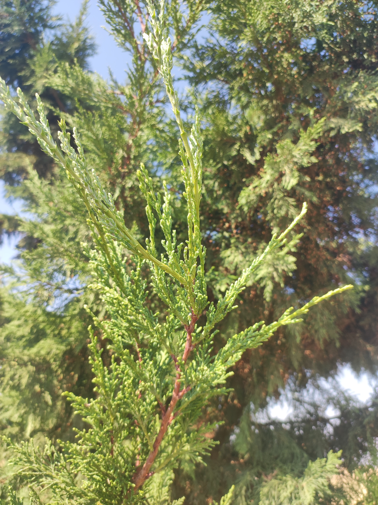 A close-up, vertical, eye-level shot captures a branch of a conifer tree against a bright blue sky. The foreground features a detailed view of the branch's delicate, bright green needles. In the background, the larger, out-of-focus foliage of the same tree creates a textured green mass, interspersed with hints of sky. The scene is likely located in Autillo de Campos, Spain, given its environment.