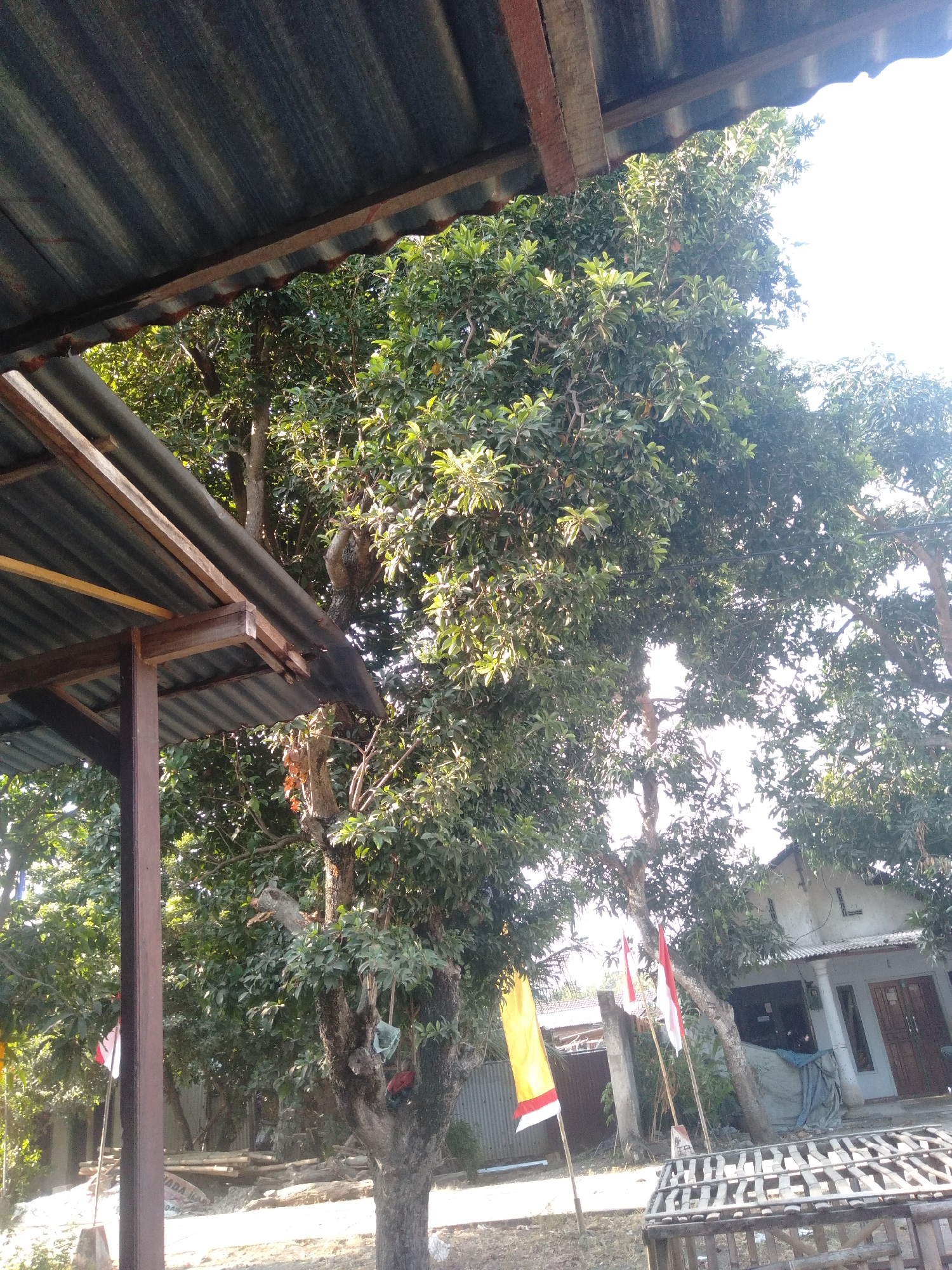 A monkey is perched on the branch of a large tree, partially obscured by its lush green foliage. The tree stands in front of a modest building with a light-colored facade and a dark-colored tiled roof. Several flags are planted in the ground near the tree, including a yellow and red flag and two Indonesian flags (red and white). In the foreground, a wooden structure, possibly a cage, is visible. The scene is bathed in bright sunlight, indicating it is daytime. The overall impression is that of a rural or semi-rural setting in Badas, Indonesia, with elements of daily life, including the presence of wildlife and national symbols.